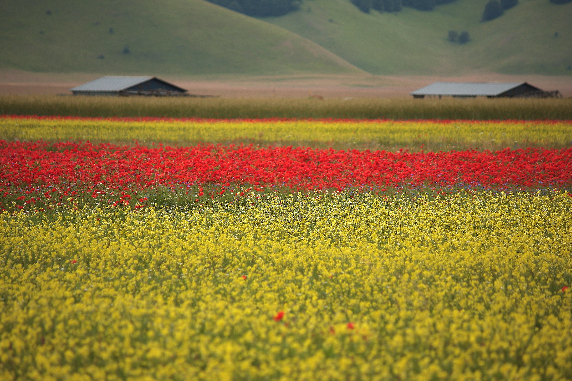 Surfacing of roofs amid the colors