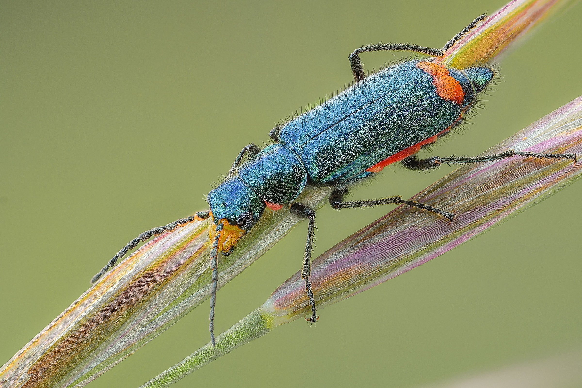 Malachius australis