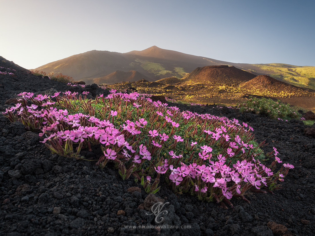 Saponaria Etna