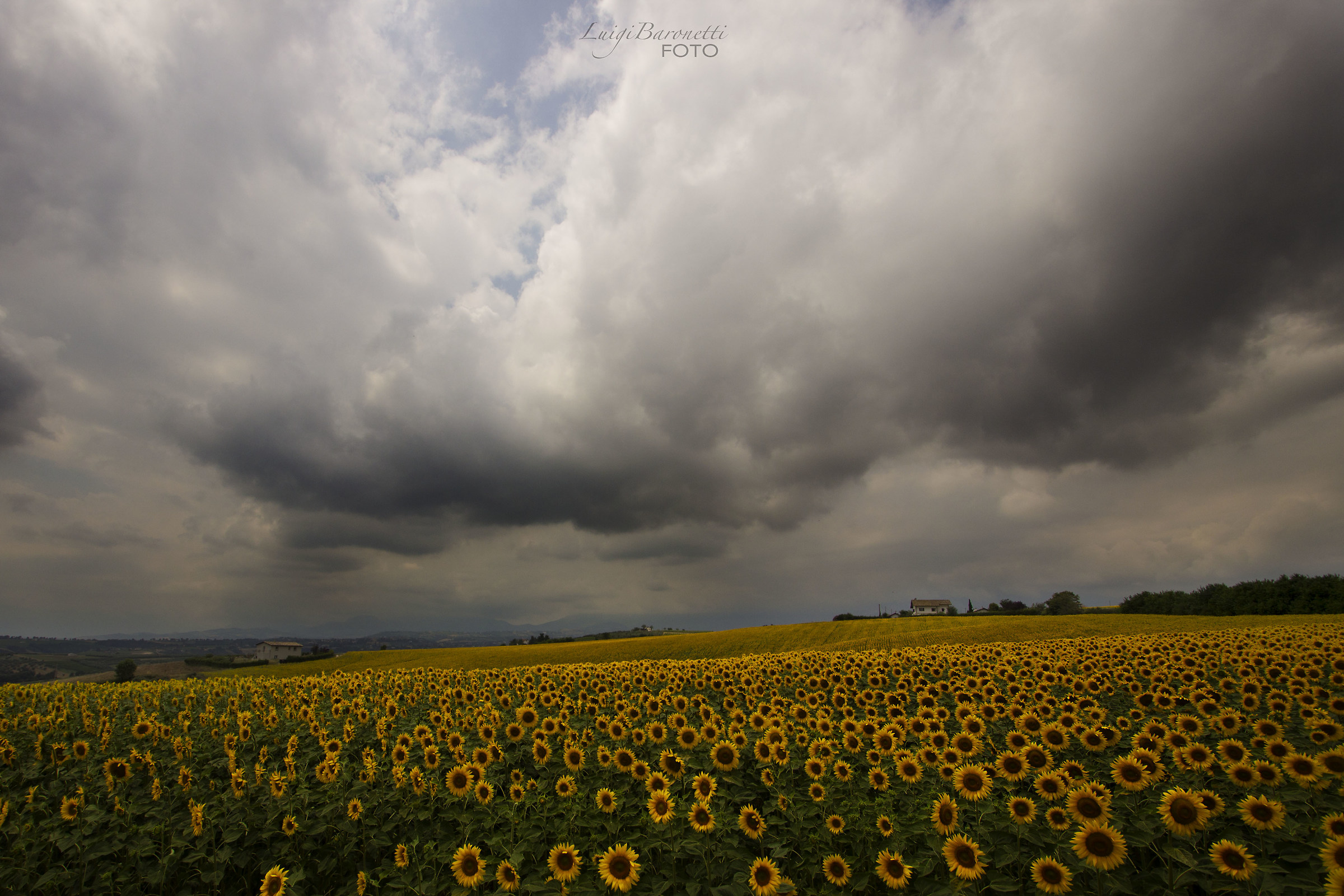 Field of Sunflowers.