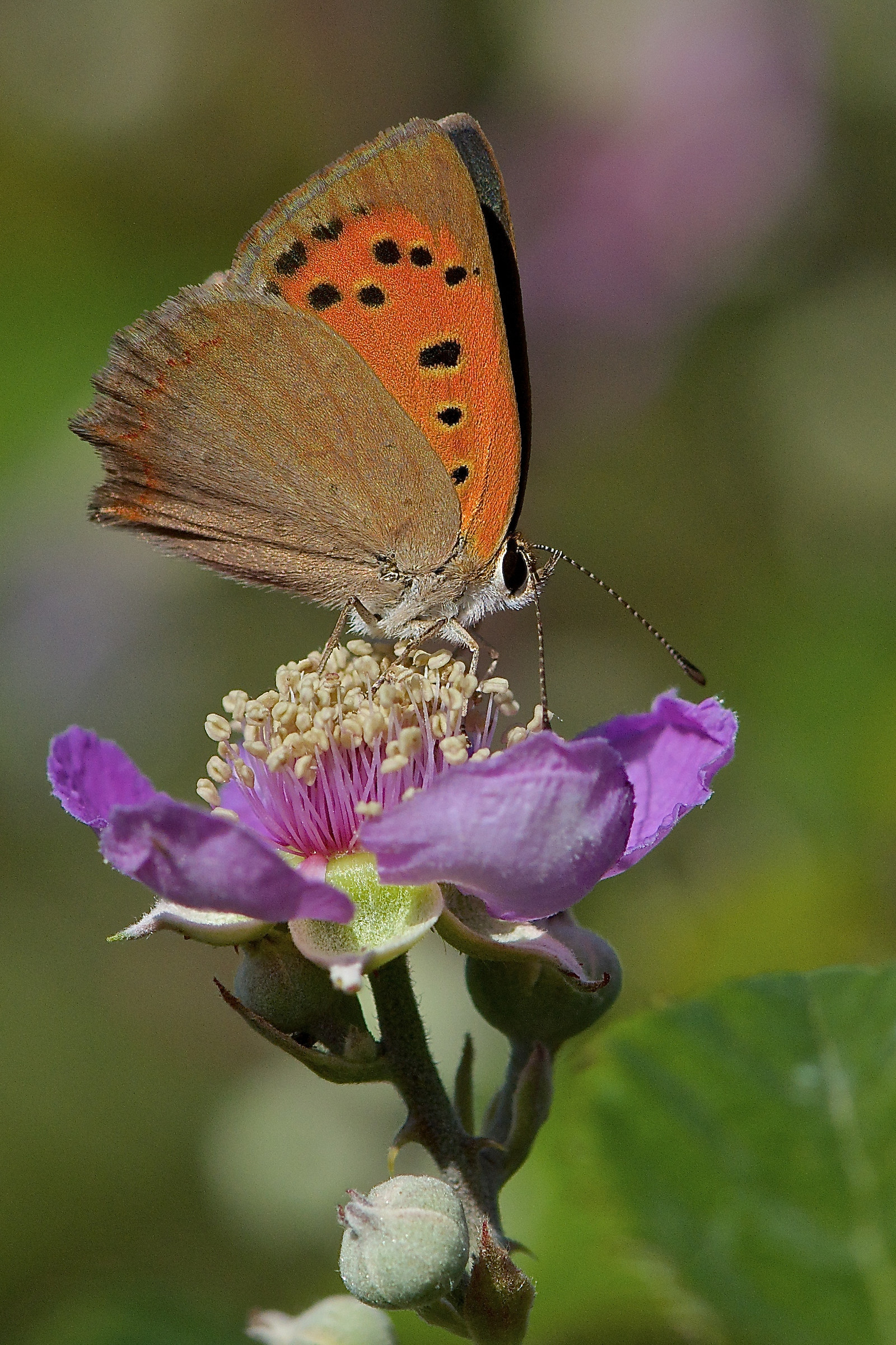 Lycaena phlaeas(Argo bronzeo)