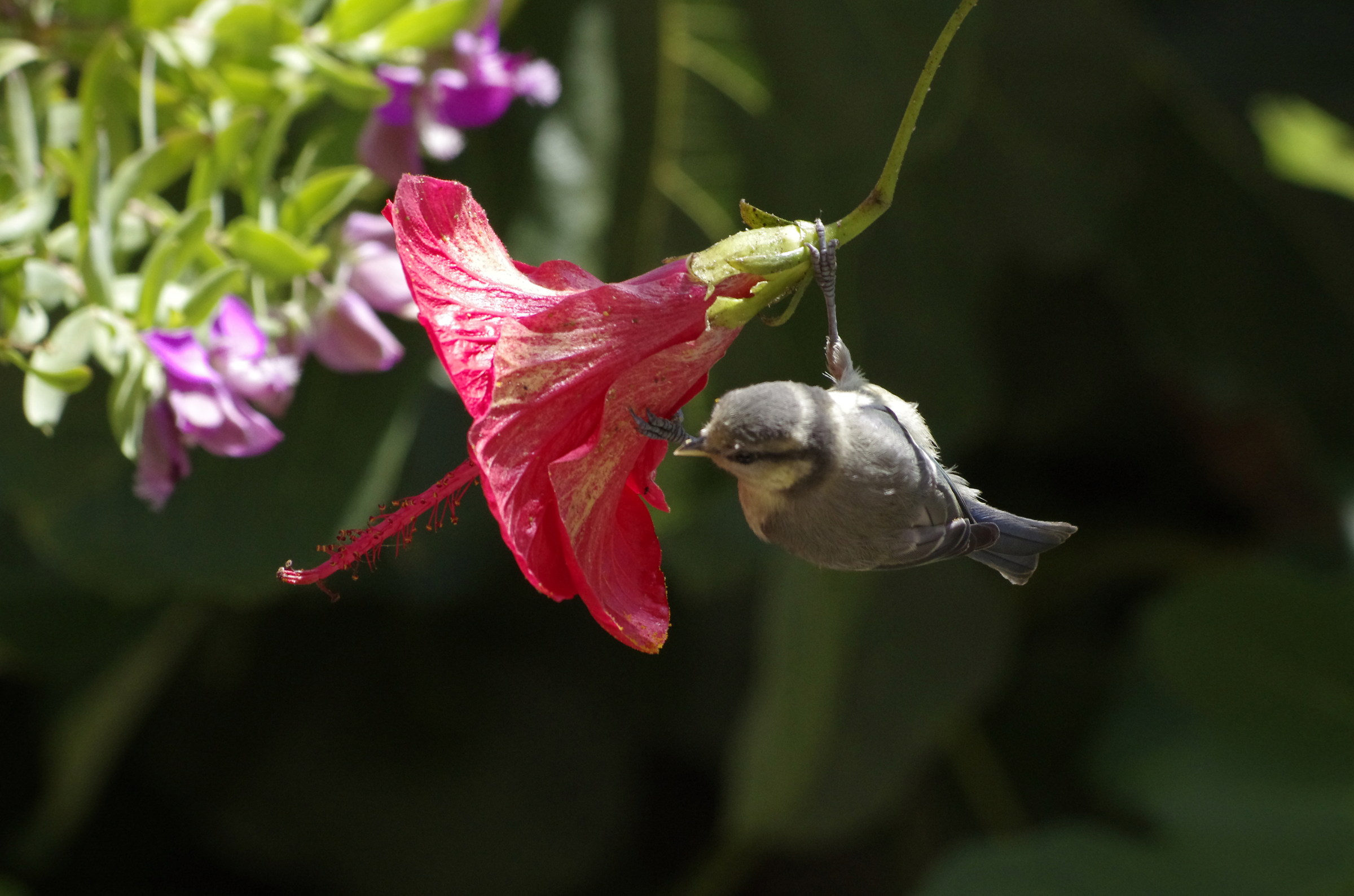 cinciarella a pranzo