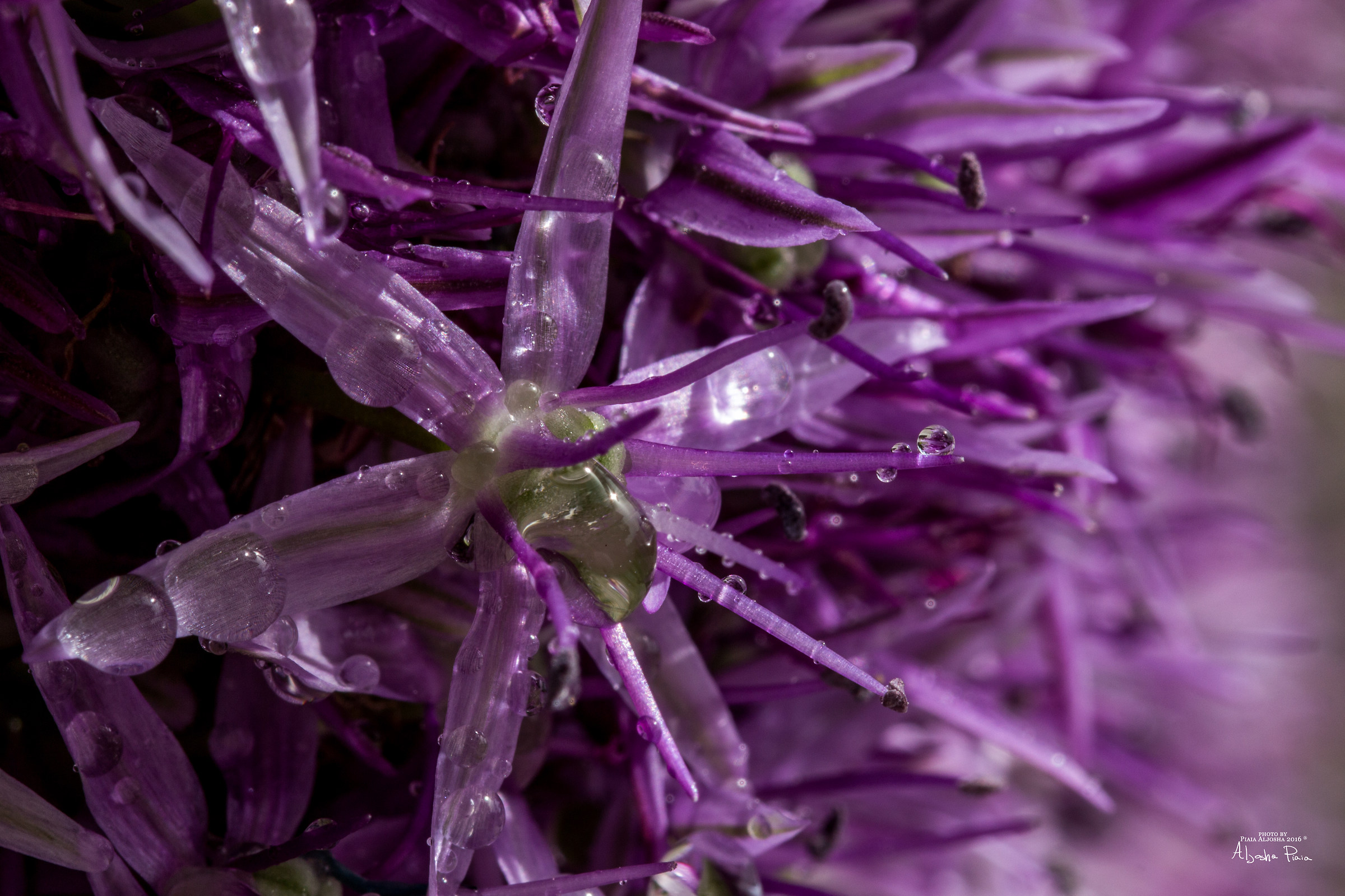 Fiore dell'aglio dopo la pioggia