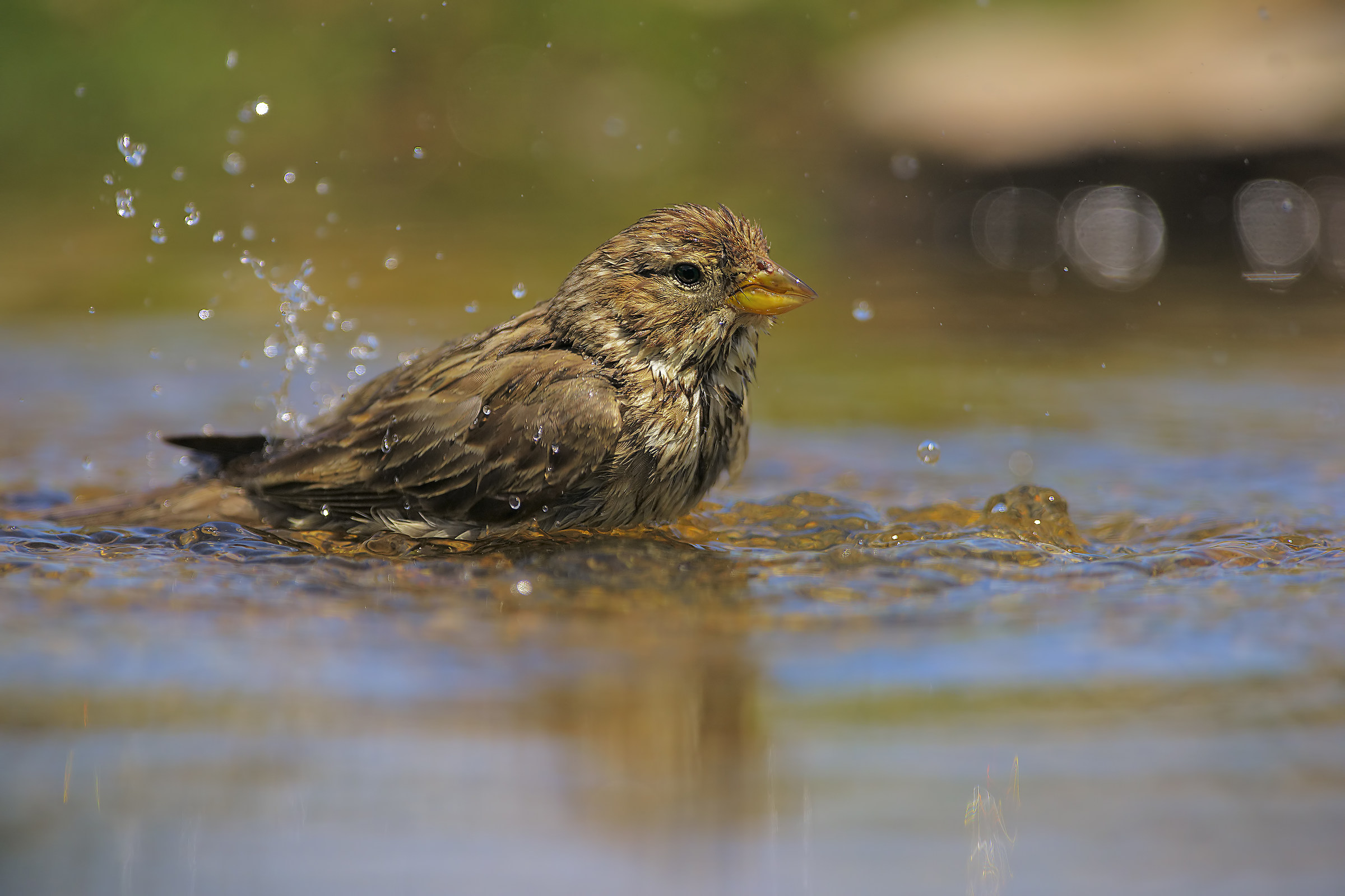 strillozzo schizza schizza