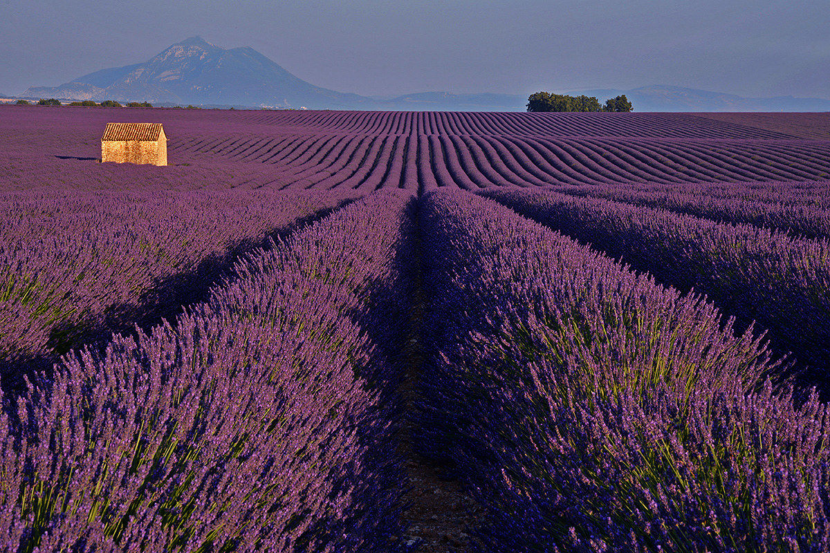 Altopiano di Valensole