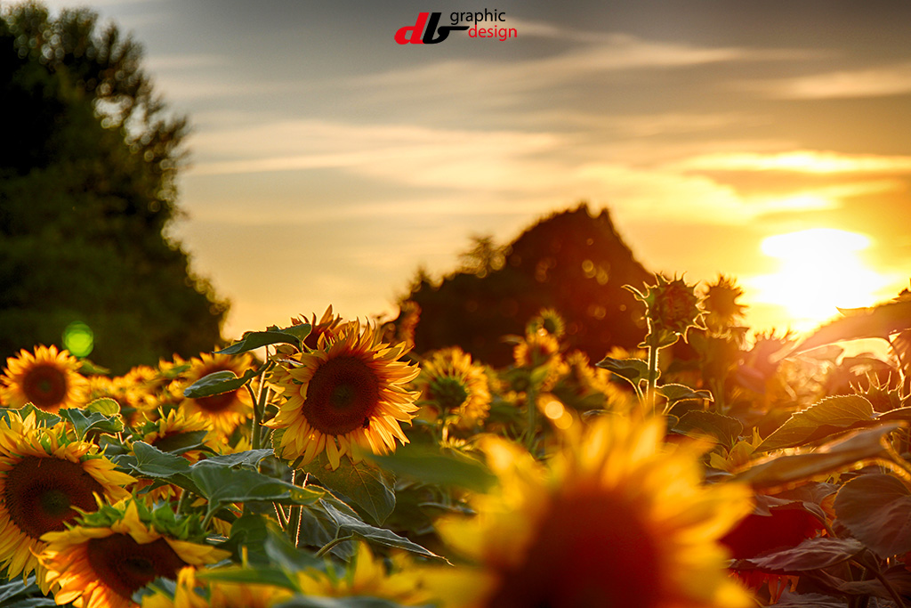 Tramonto di girasoli
