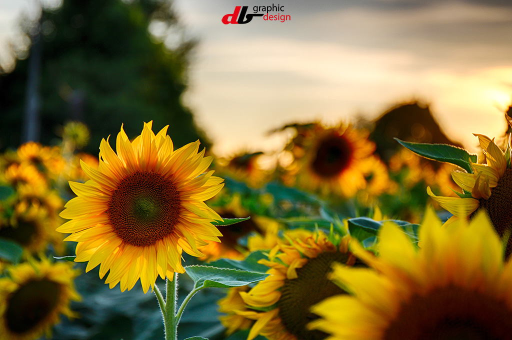 Girasole al tramonto