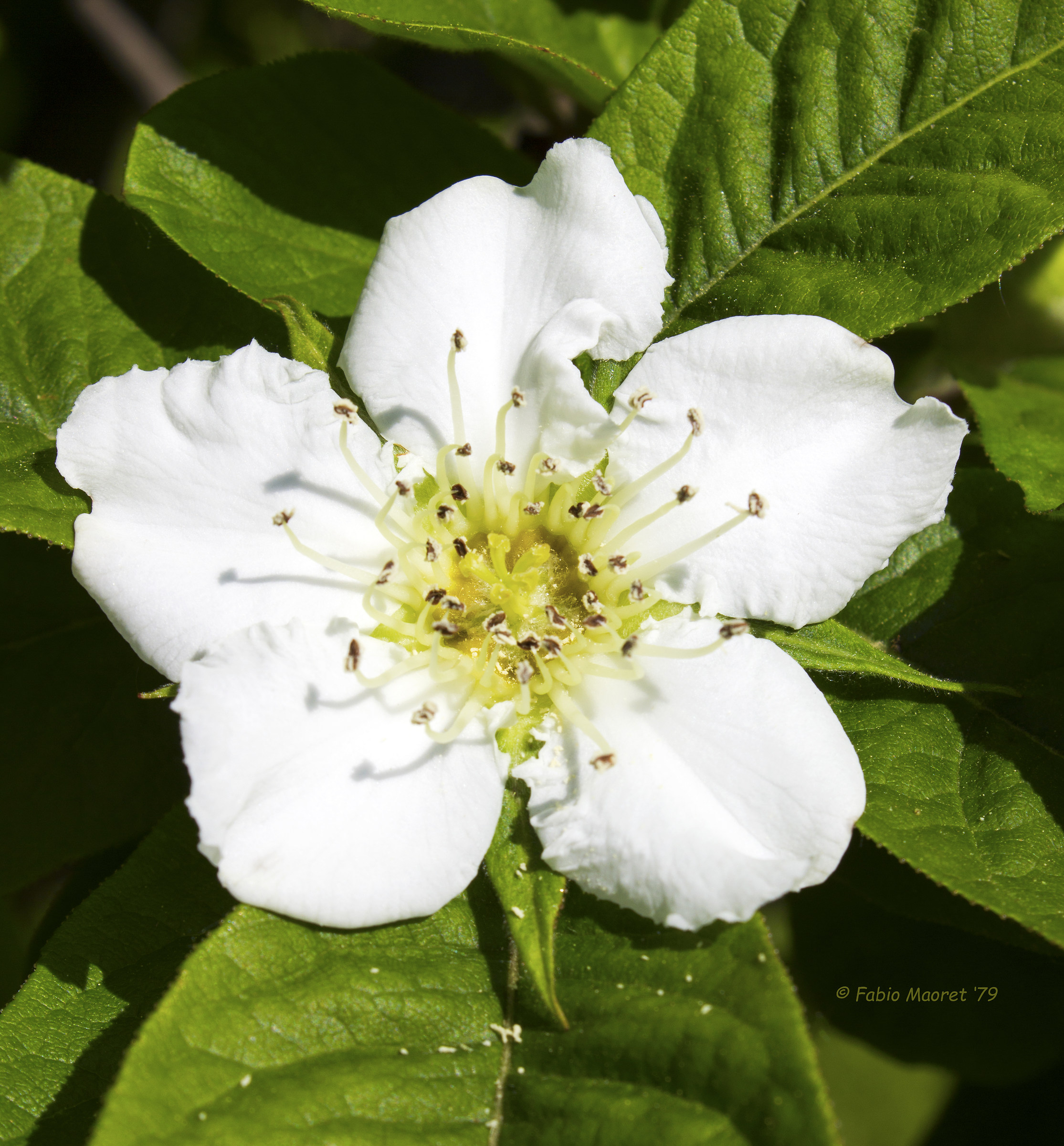 Fiore Del Nespolo.....