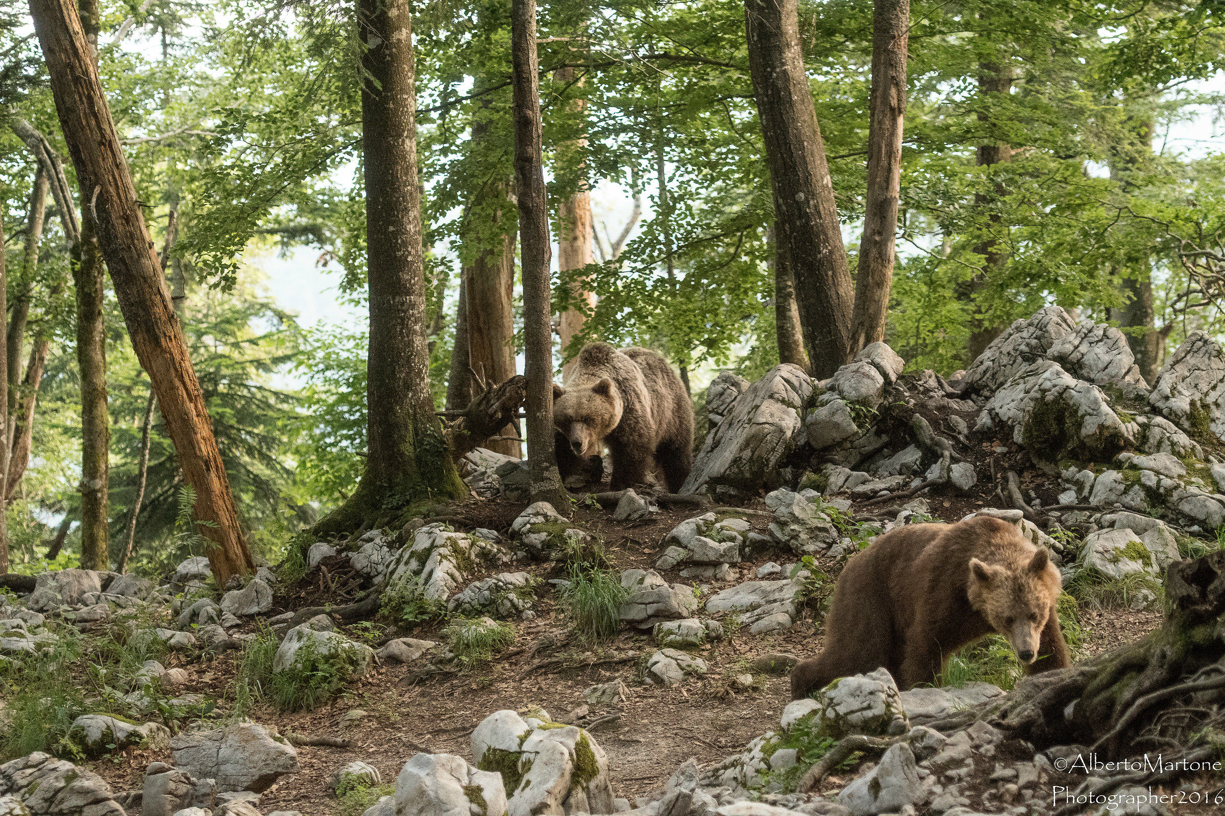 Sento qualcosa alle mie spalle di preoccupante !!!!!!!!