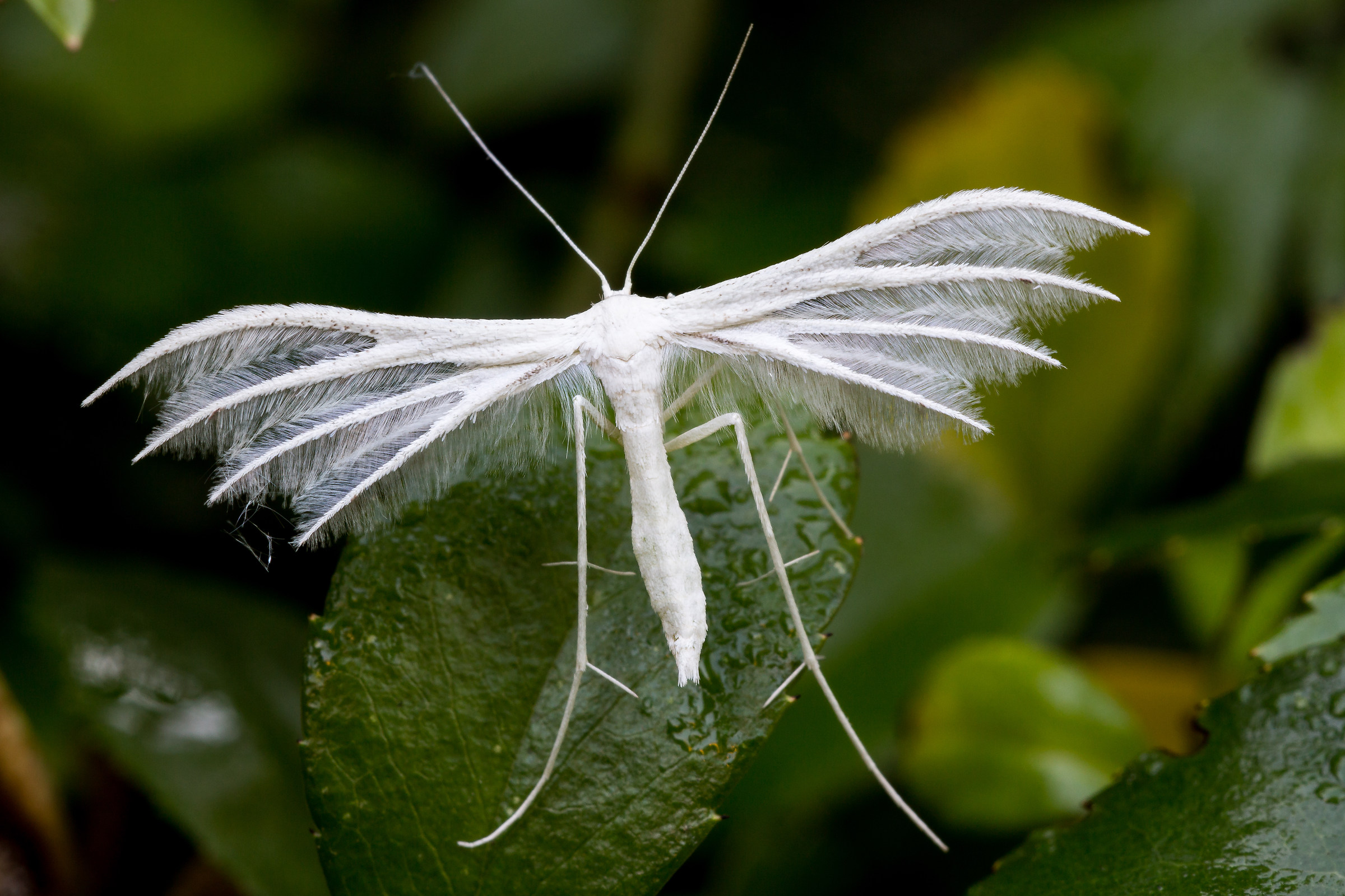 Pterophorus pentadactyla