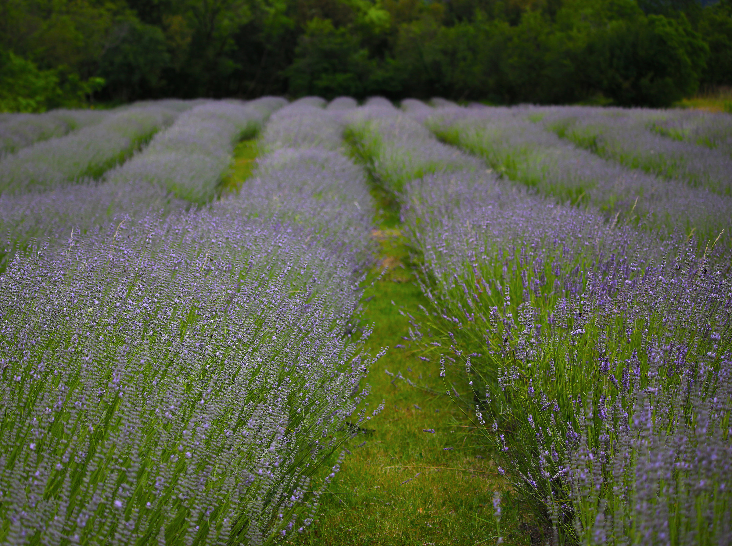Neatly lined up ......