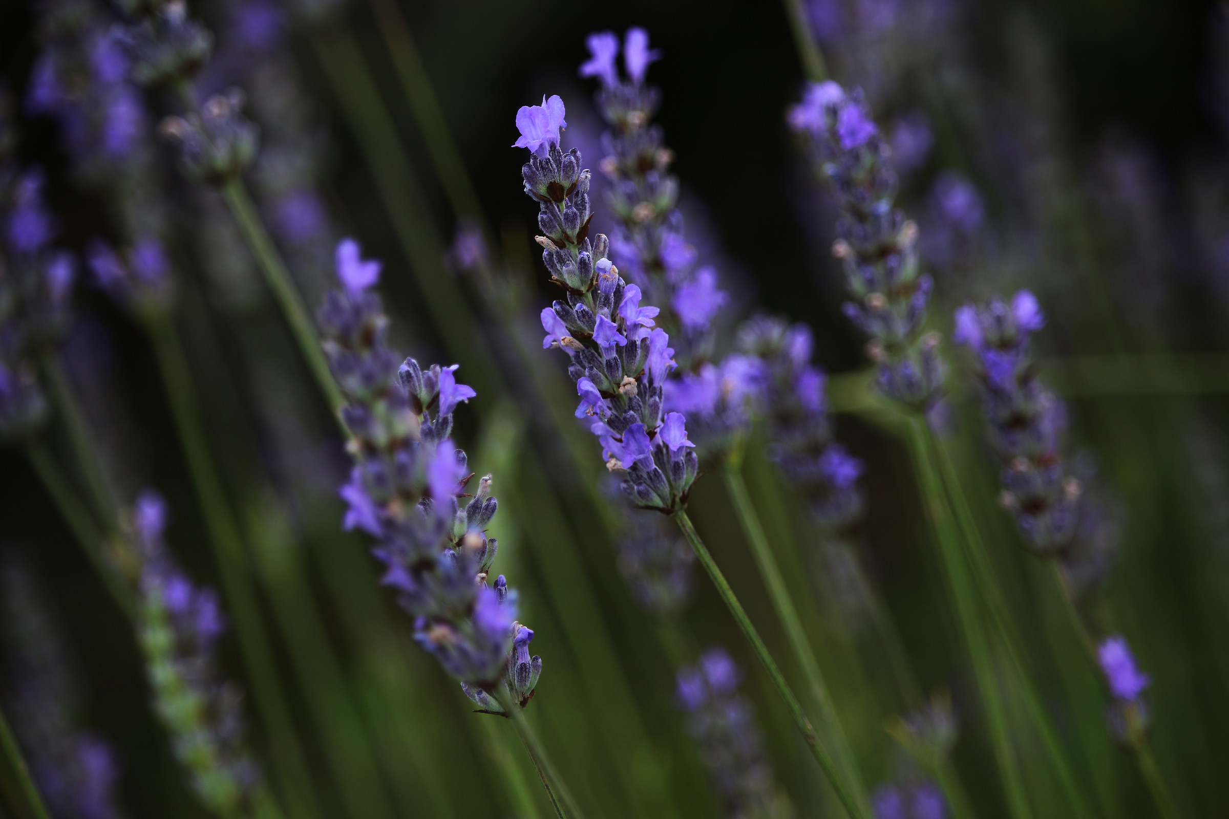 In fila come soldatini.