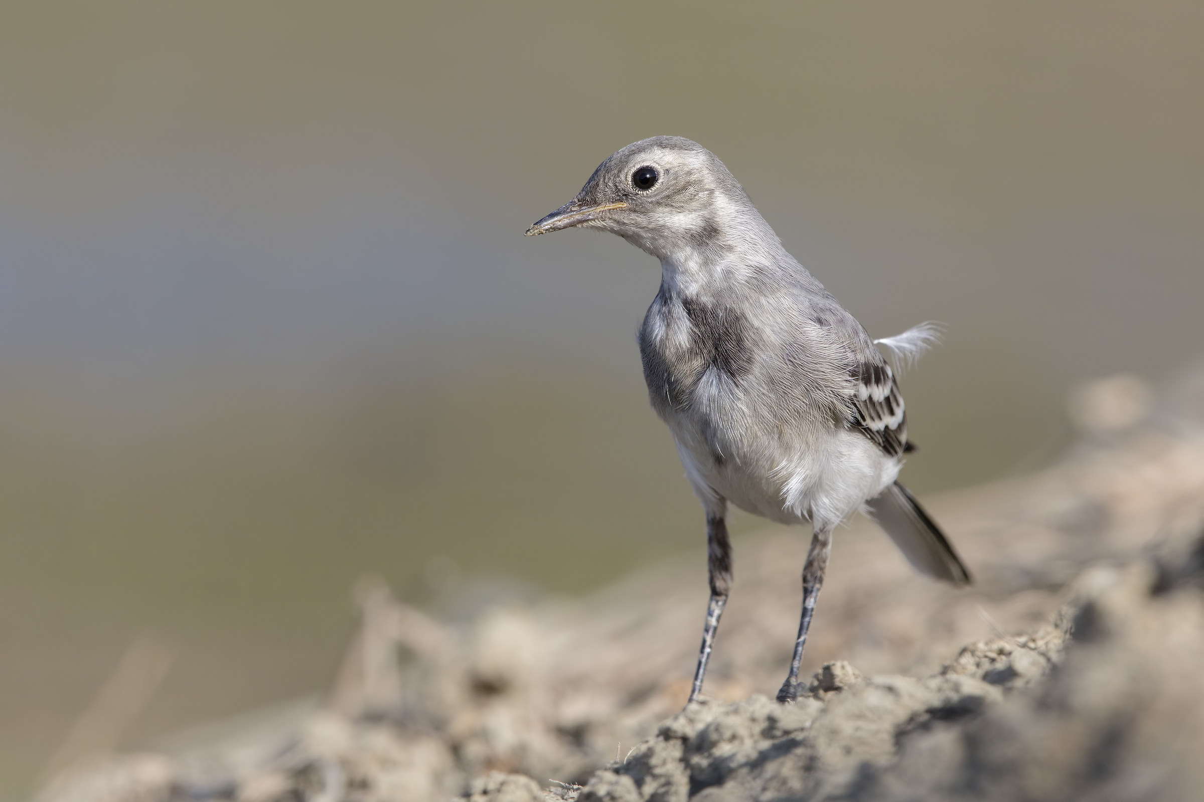 Ballerina bianca juv