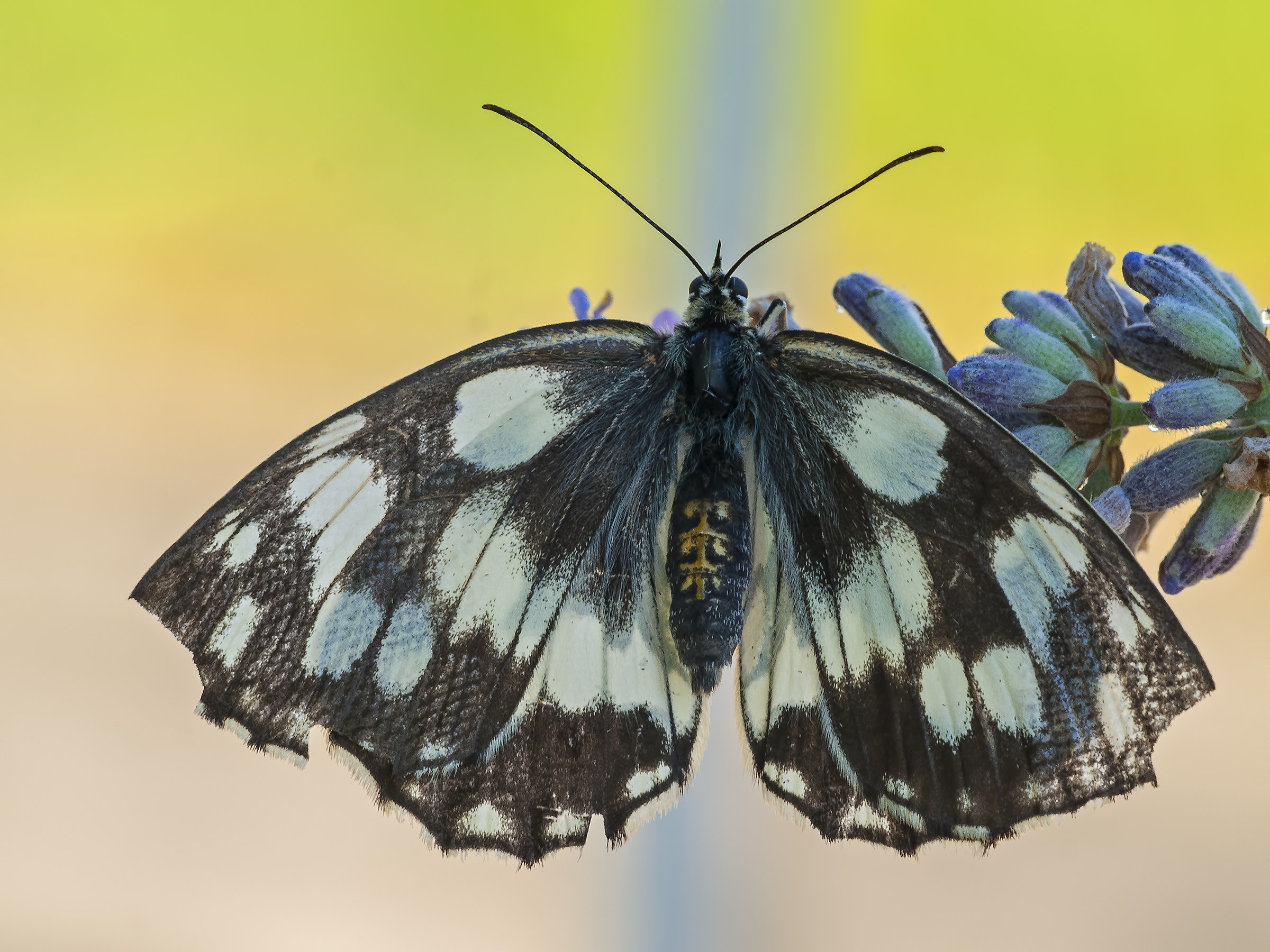 Melanargia galathea