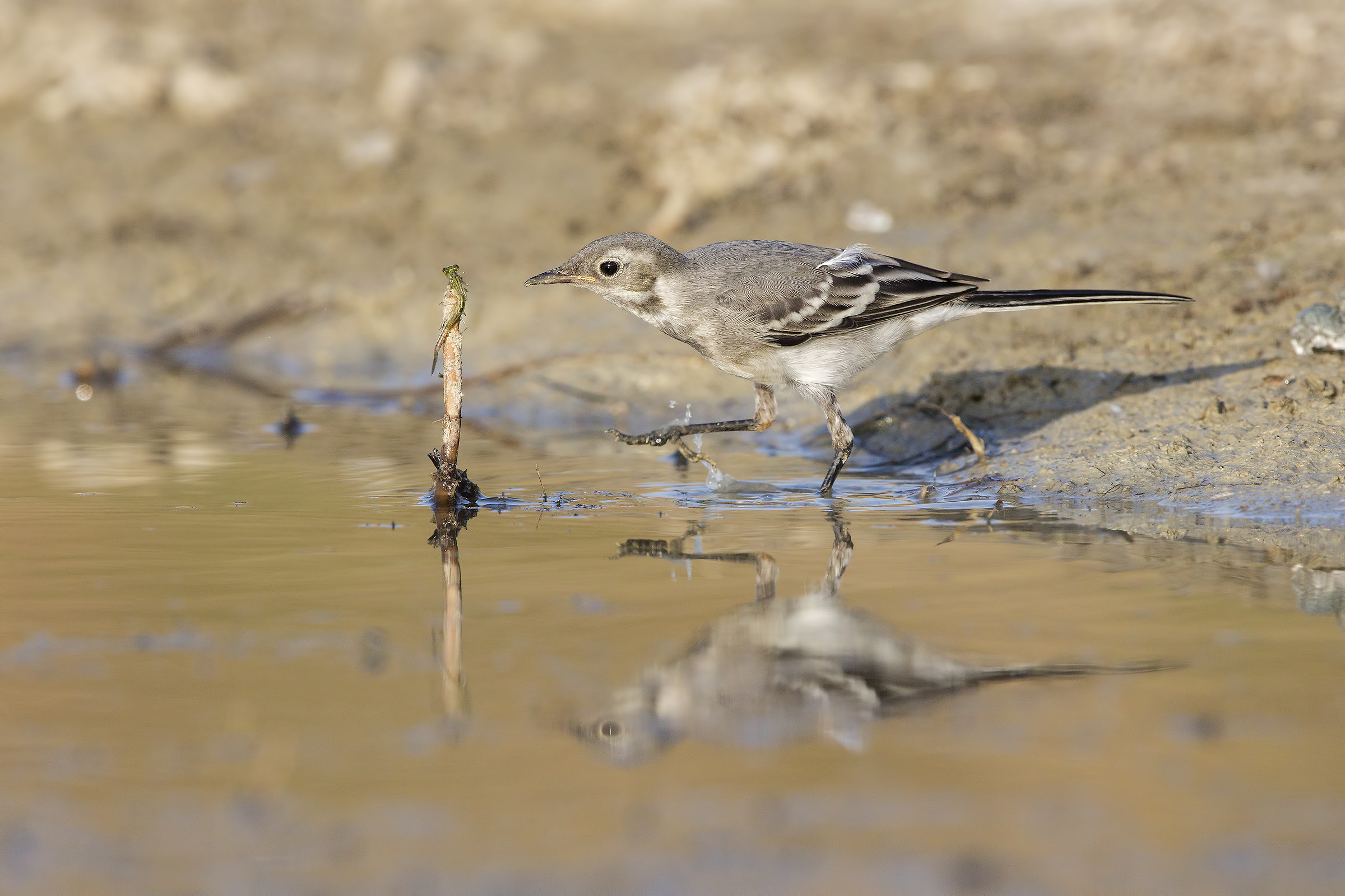 Caccia grossa ( ballerina bianca juv )