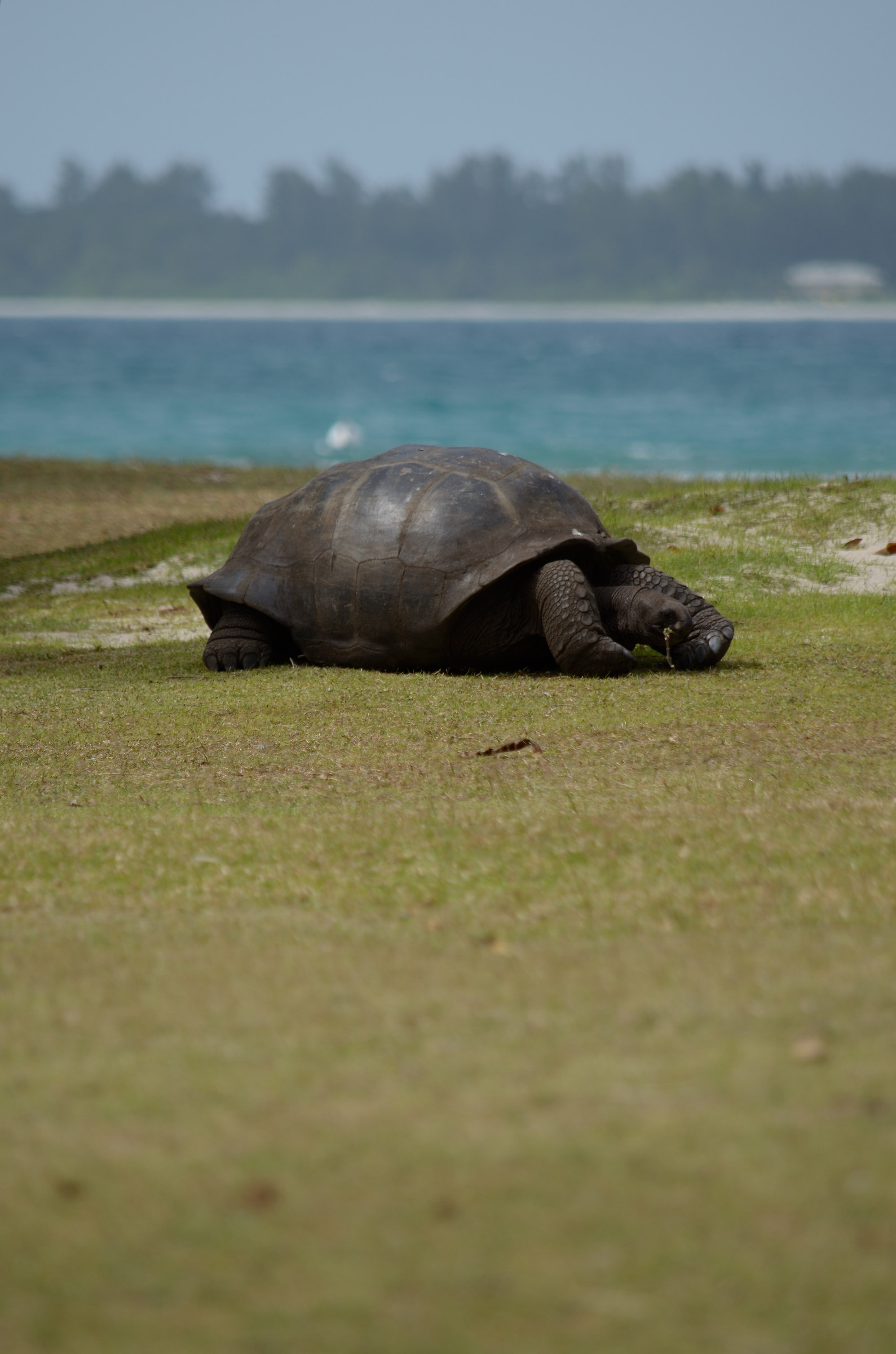 Curieuse - Tartaruga gigante