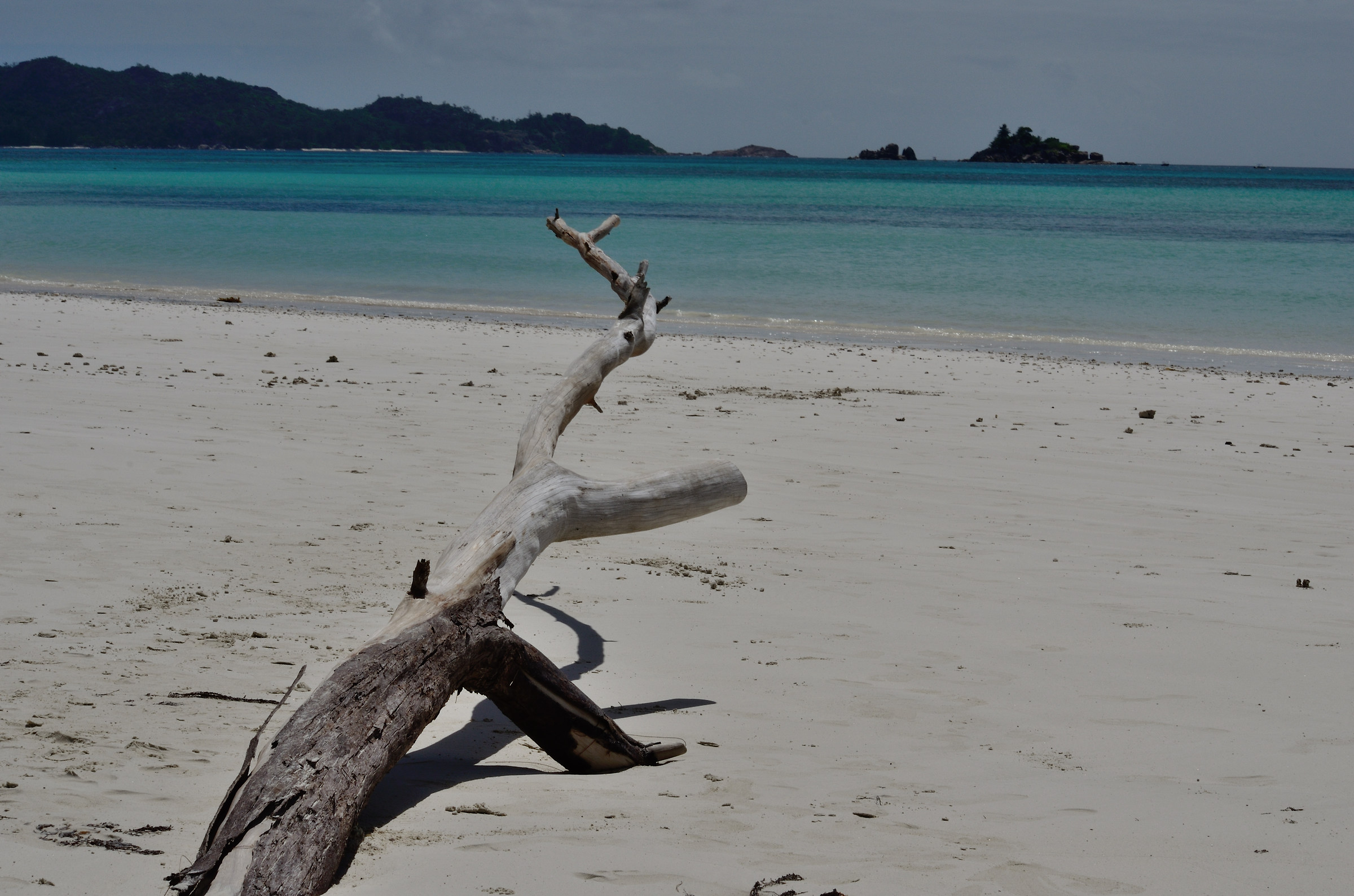 Praslin - Tronco sulla spiaggia