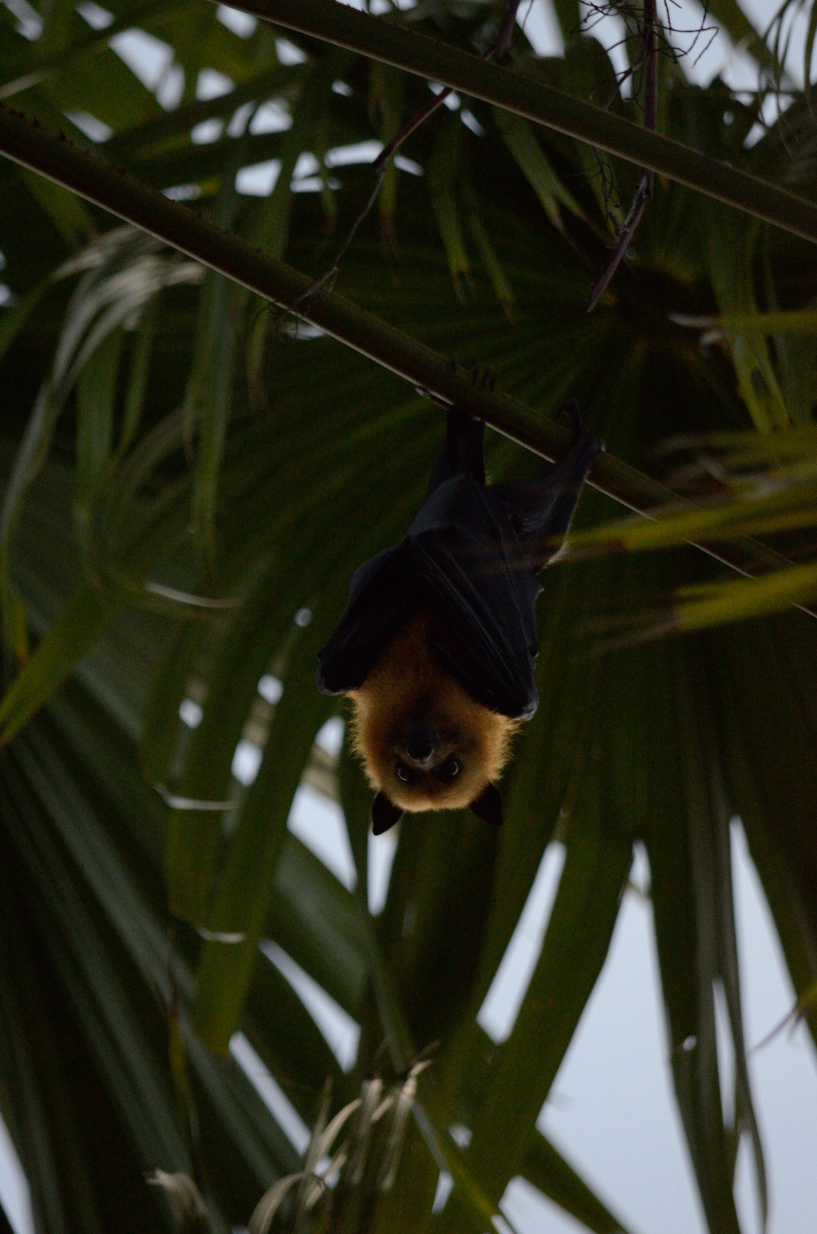 La Digue - Chauve Souris
