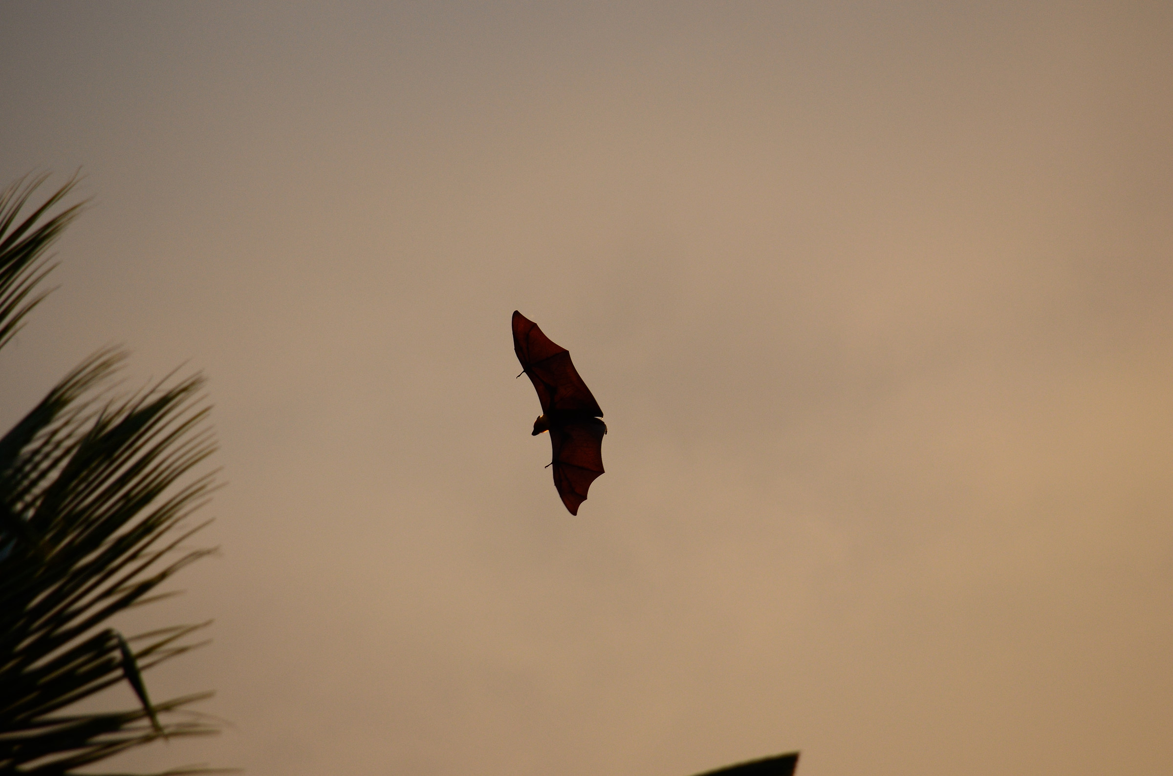 La Digue - Bat-segnale?