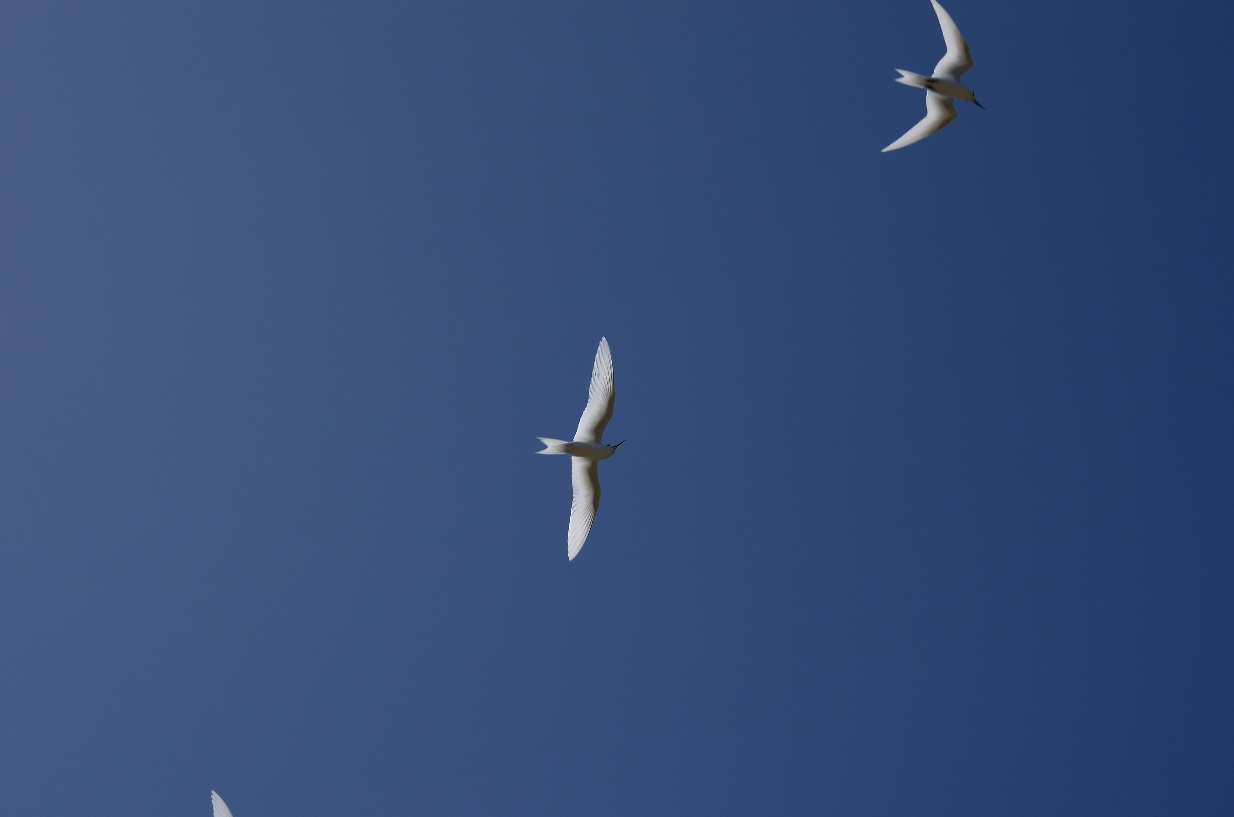 La Digue - Sterna delle Fate (?)