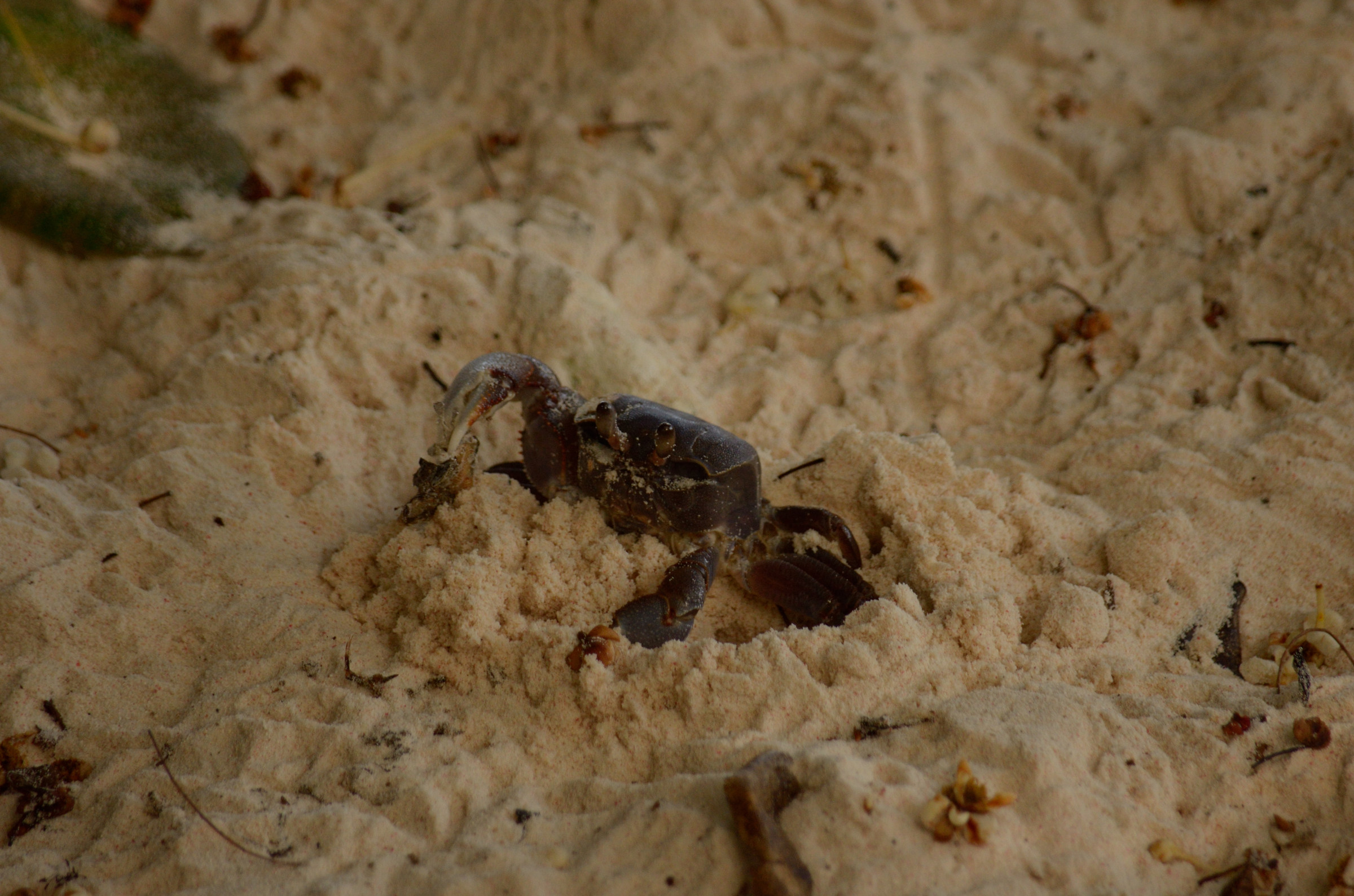 La Digue - Granchio del Fantasma (?)