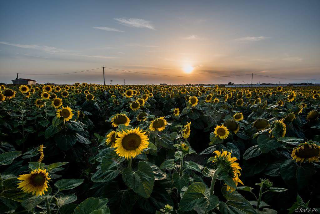 E tutto si colora di.Giallo