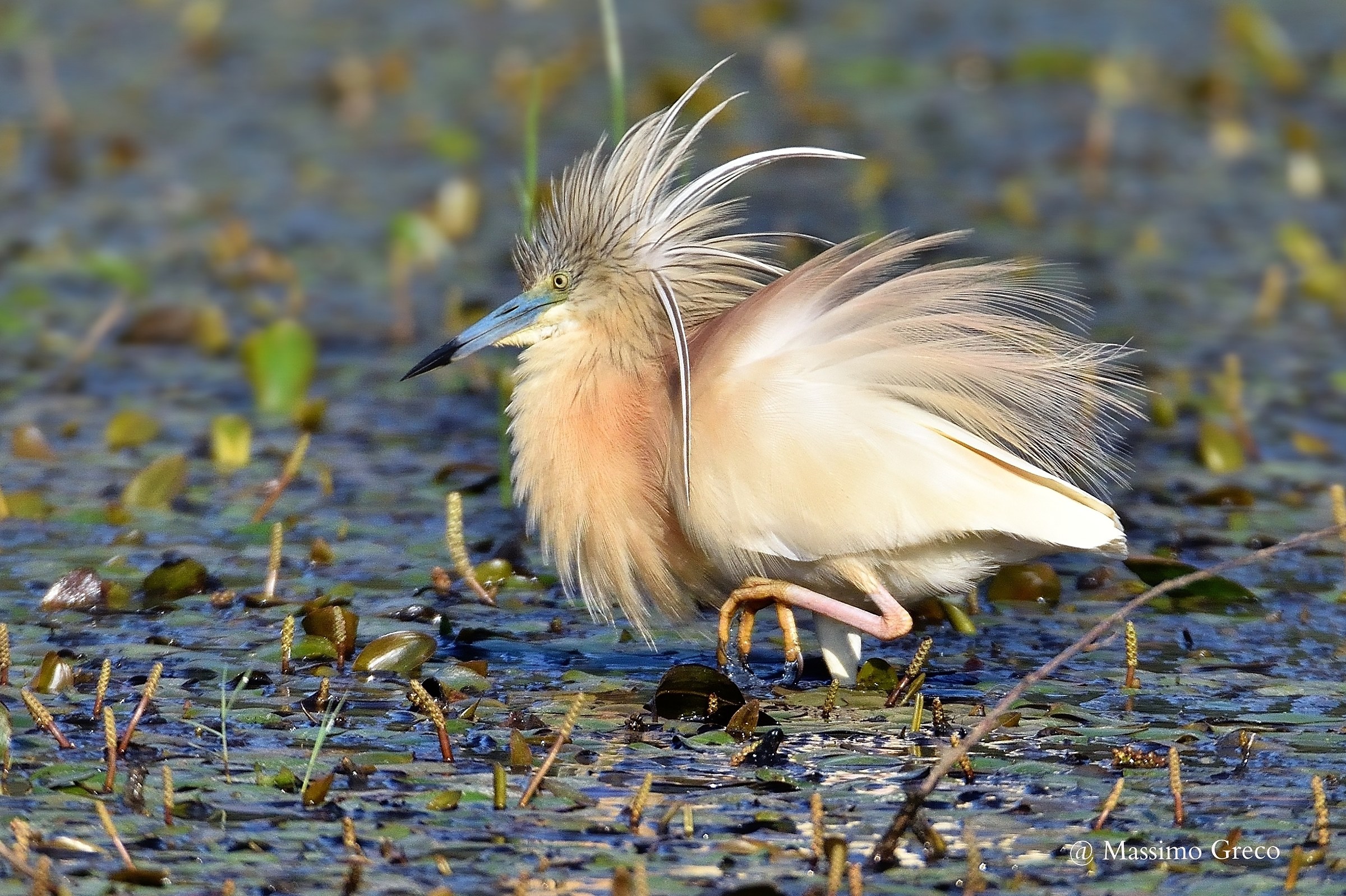 Sgarza ciuffetto..un pò spettinata