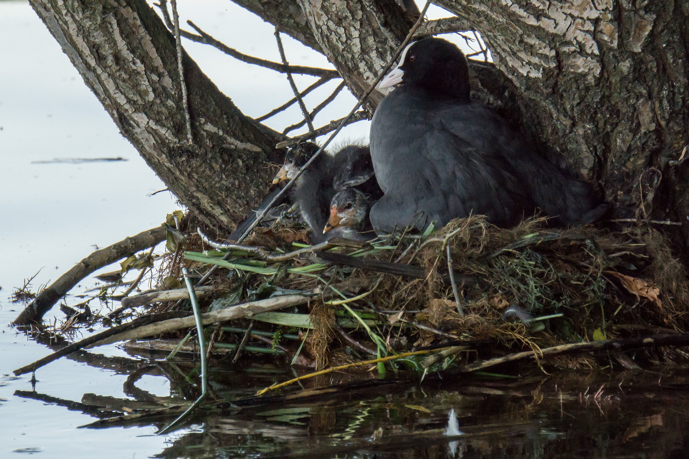 Coot in the nest with two pucini