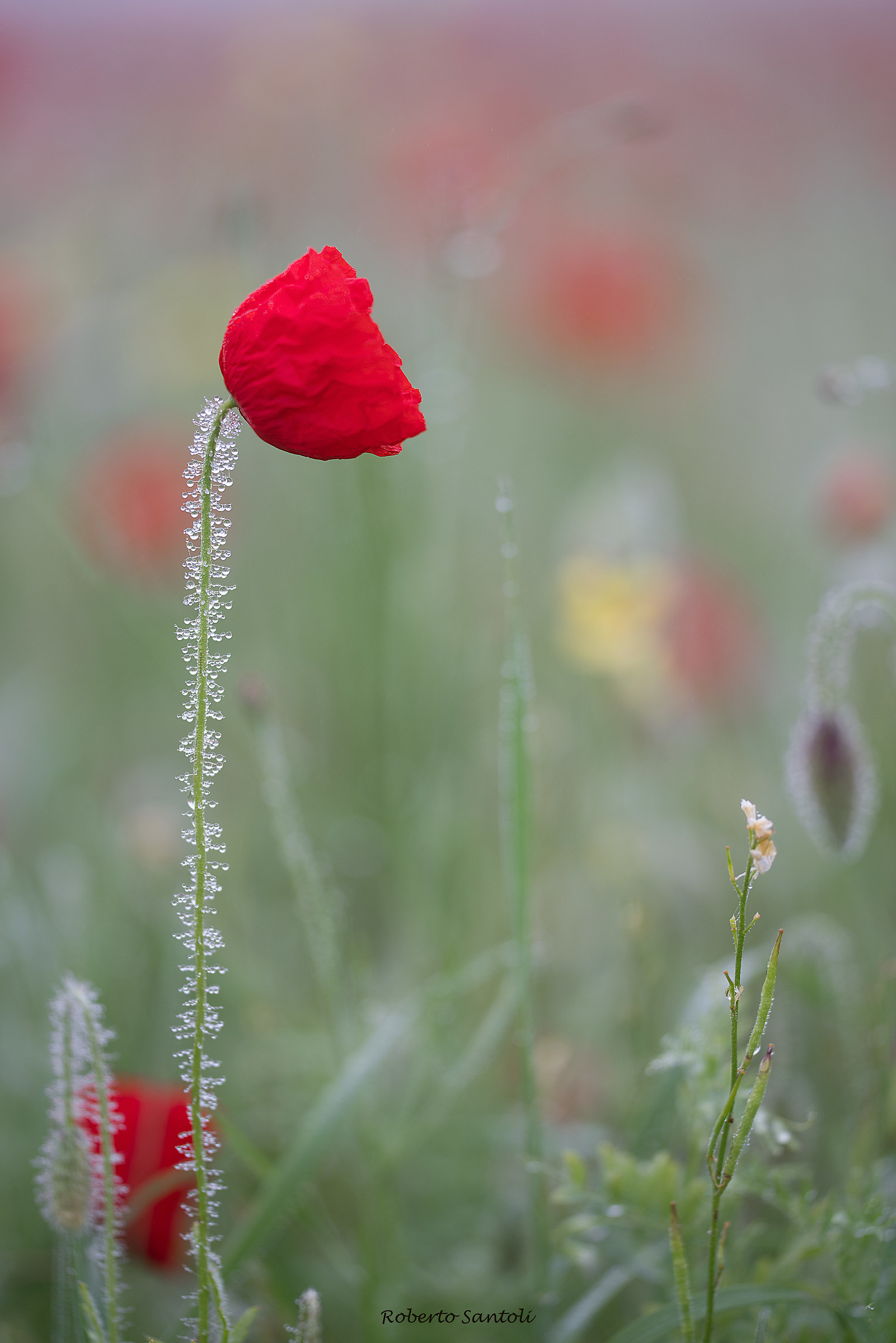 Slow awakening, plain of Castelluccio
