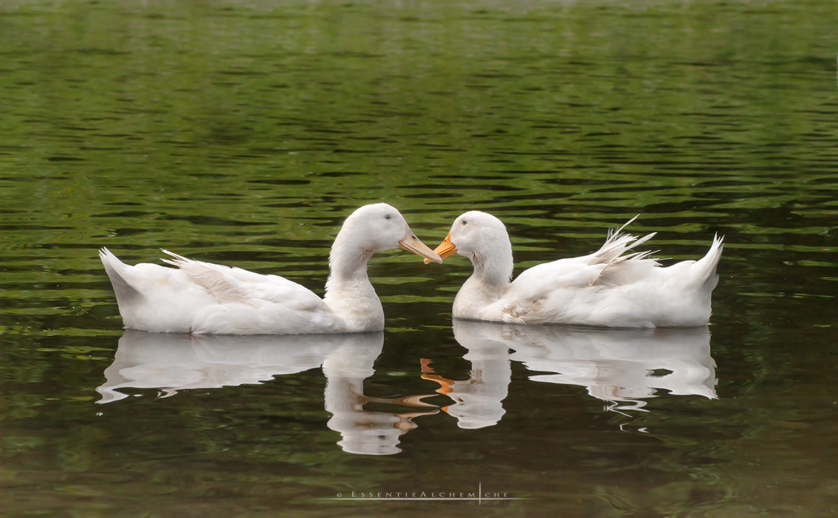 Incontri galleggianti
