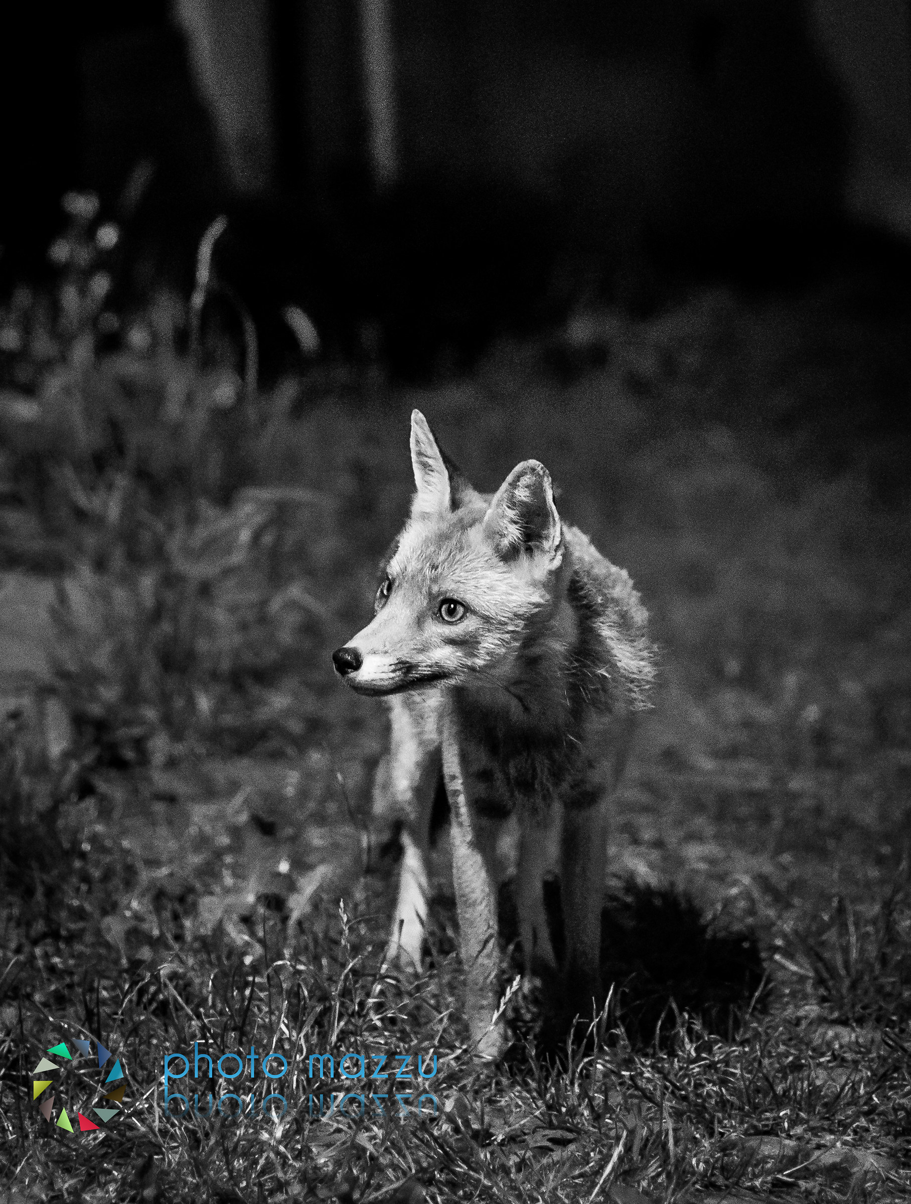 Incontri notturni...