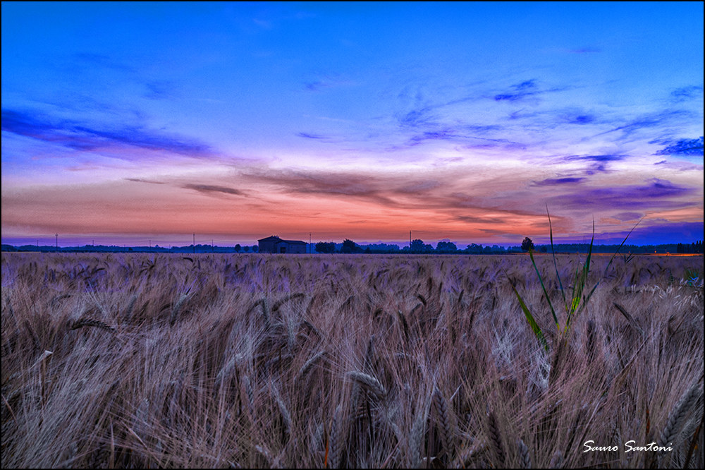 Wheat at sunset