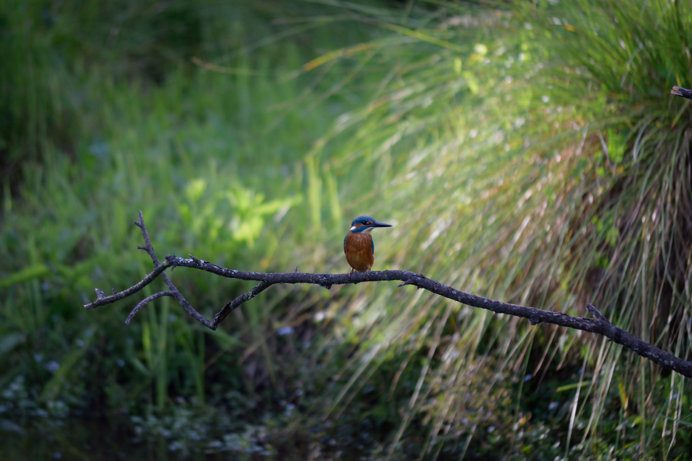 Kingfisher