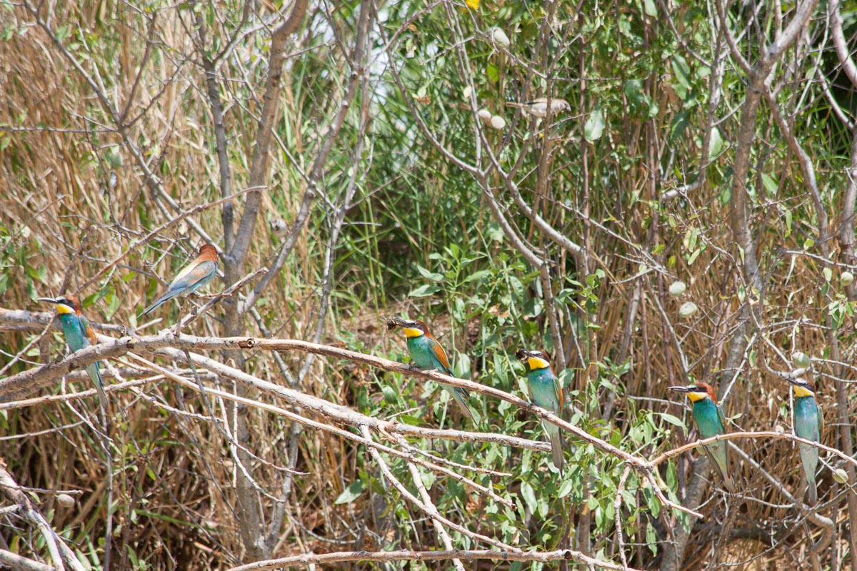 Bee-eaters
