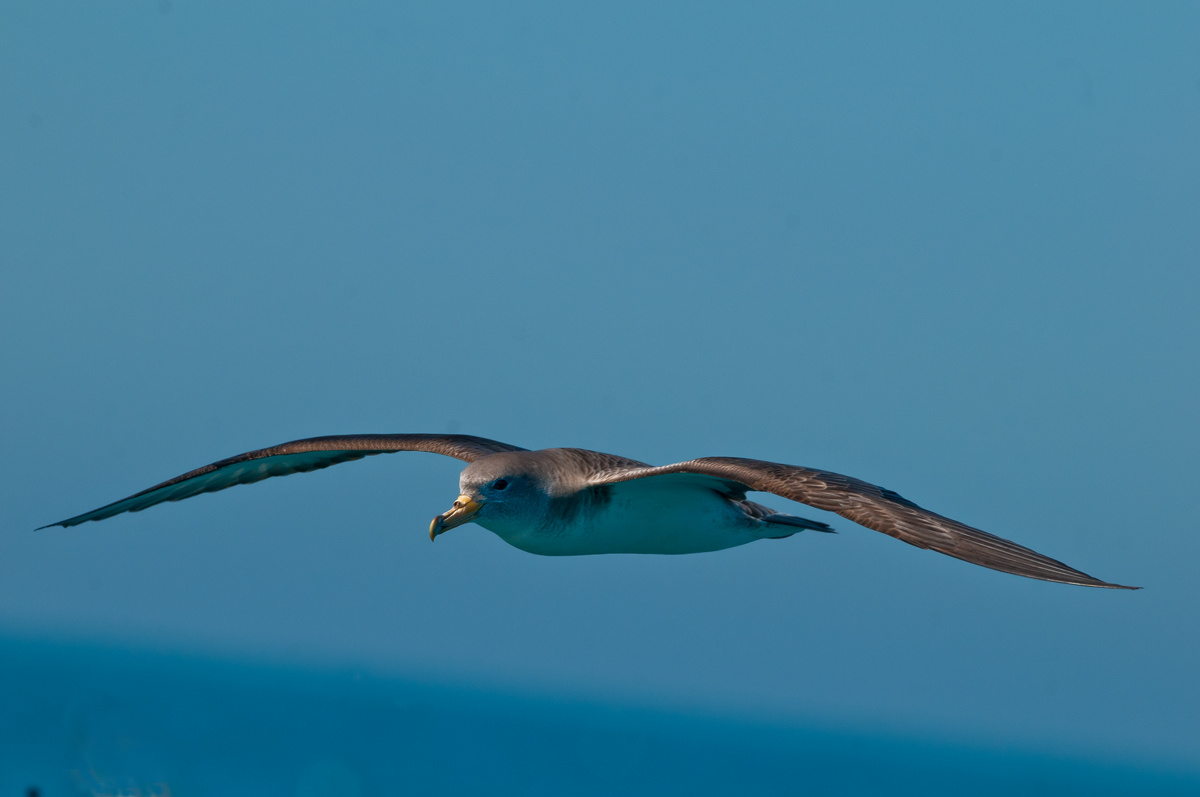 Cory's shearwater