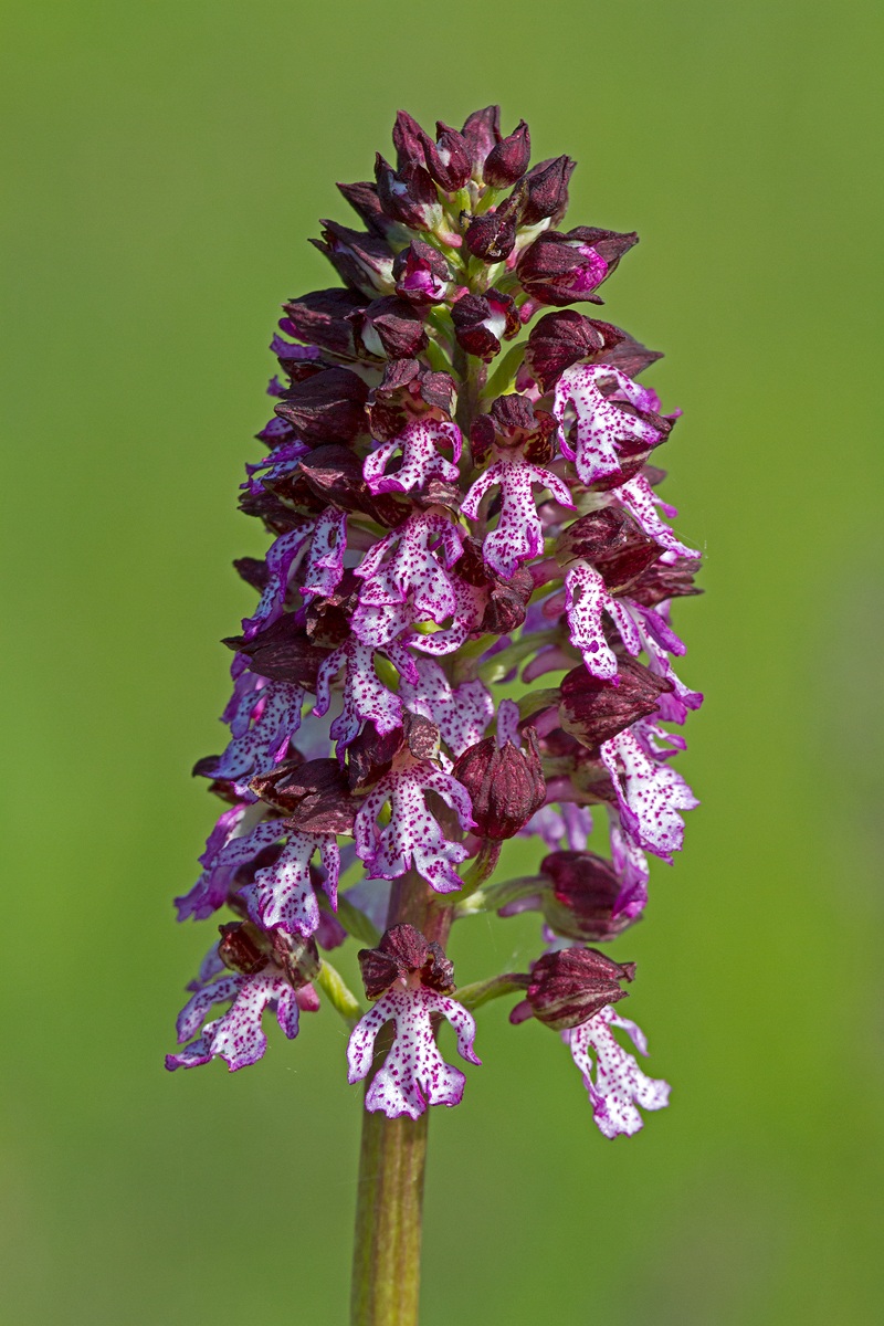 Orchis purpurea
