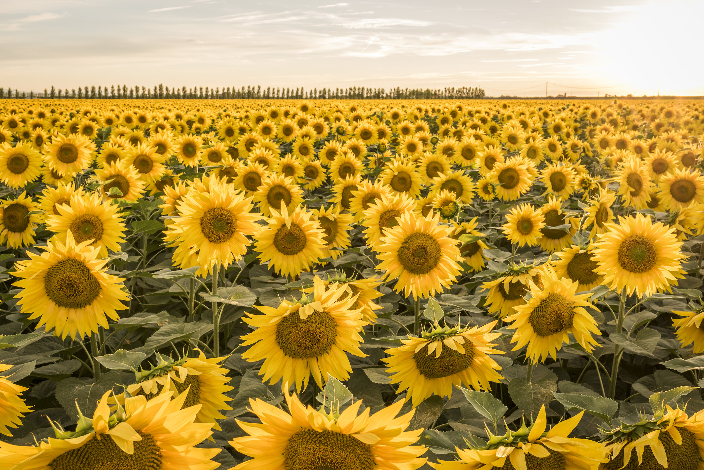 Field of sunflowers near Mirabilandia (Ravenna)