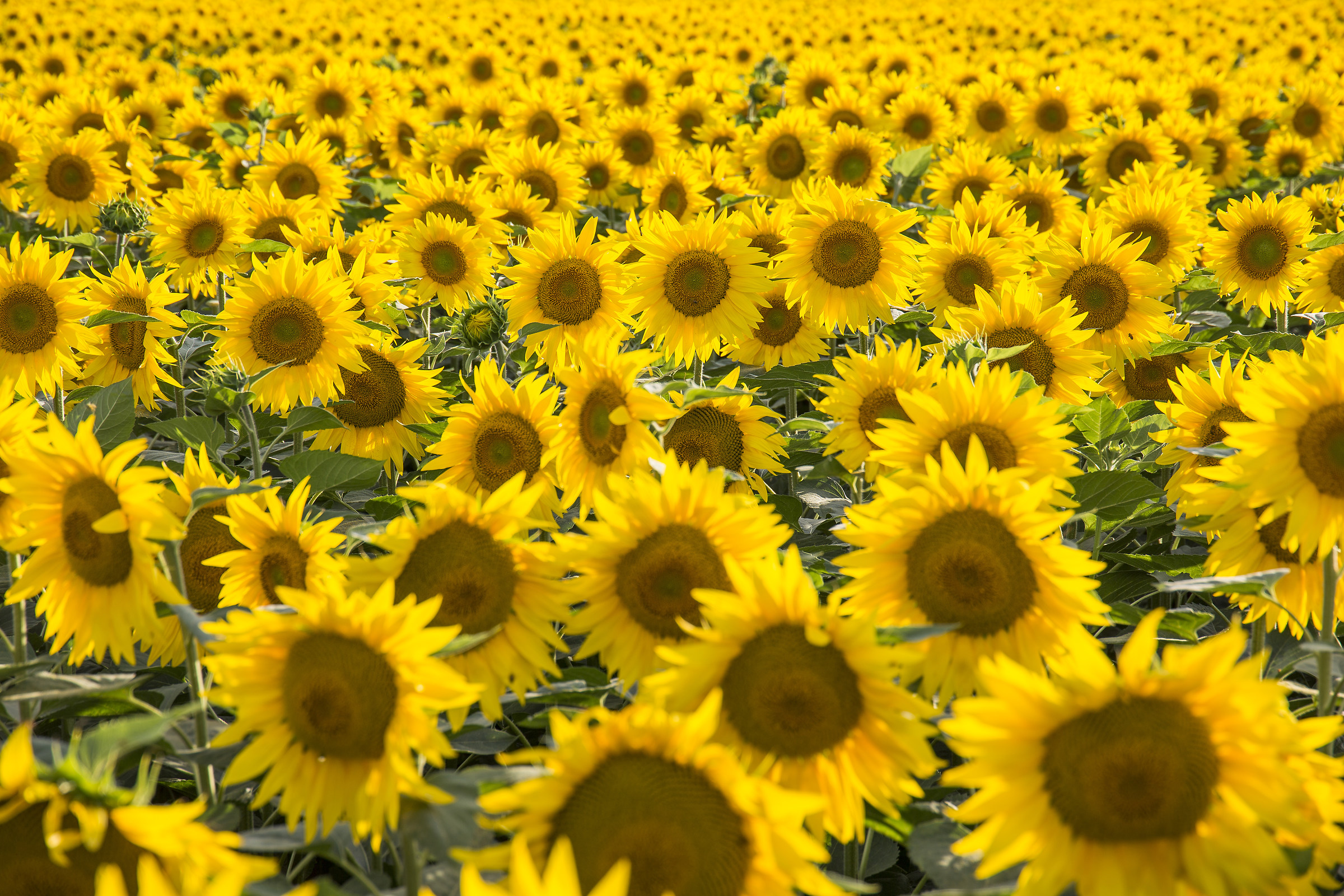 Field of sunflowers near Mirabilandia (Ravenna)