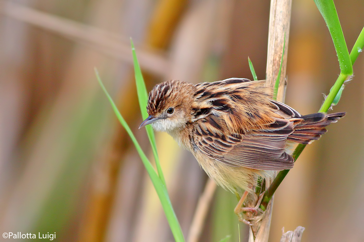 Beccamoschino (Cisticola juncidis)