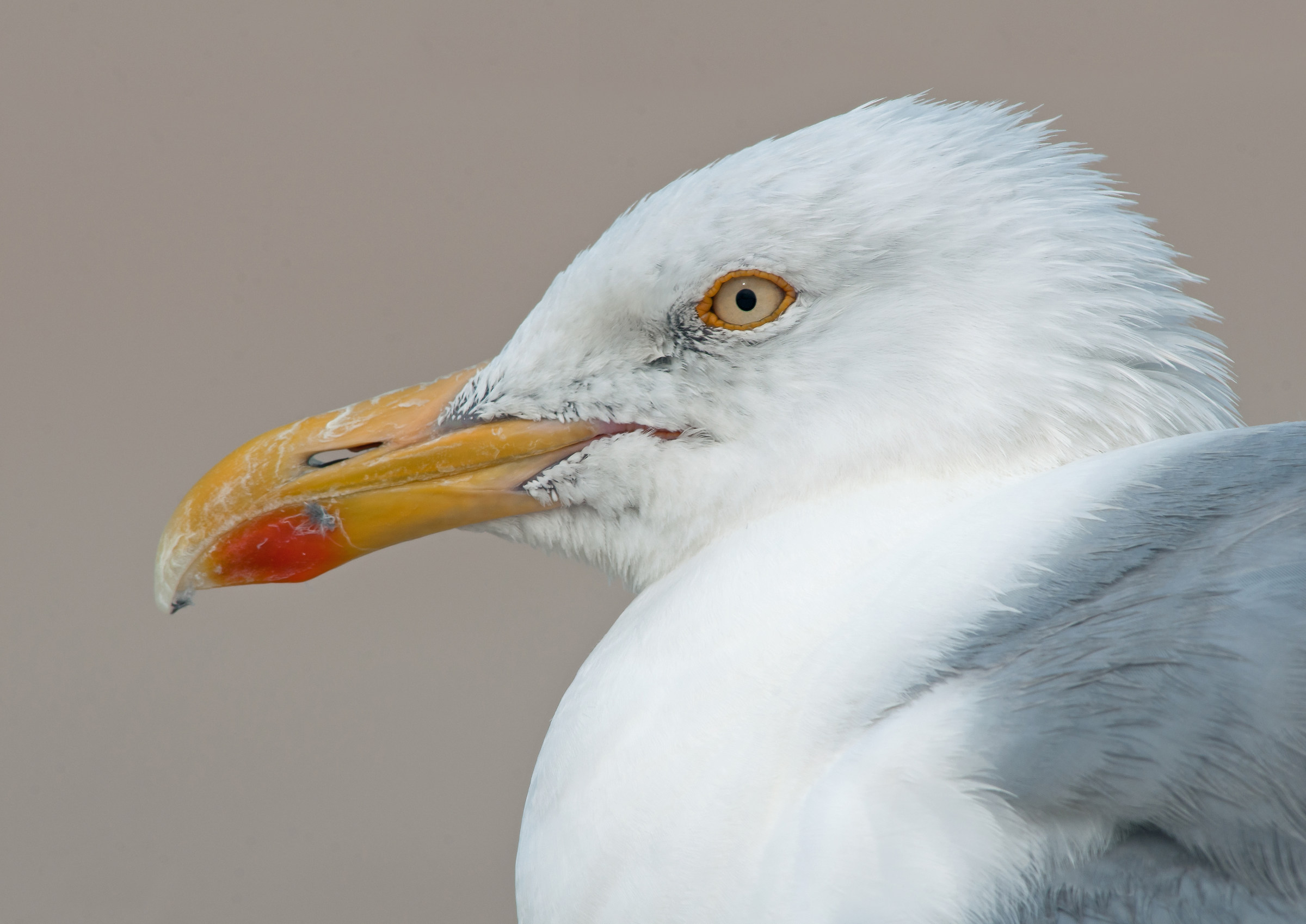 Herring gull
