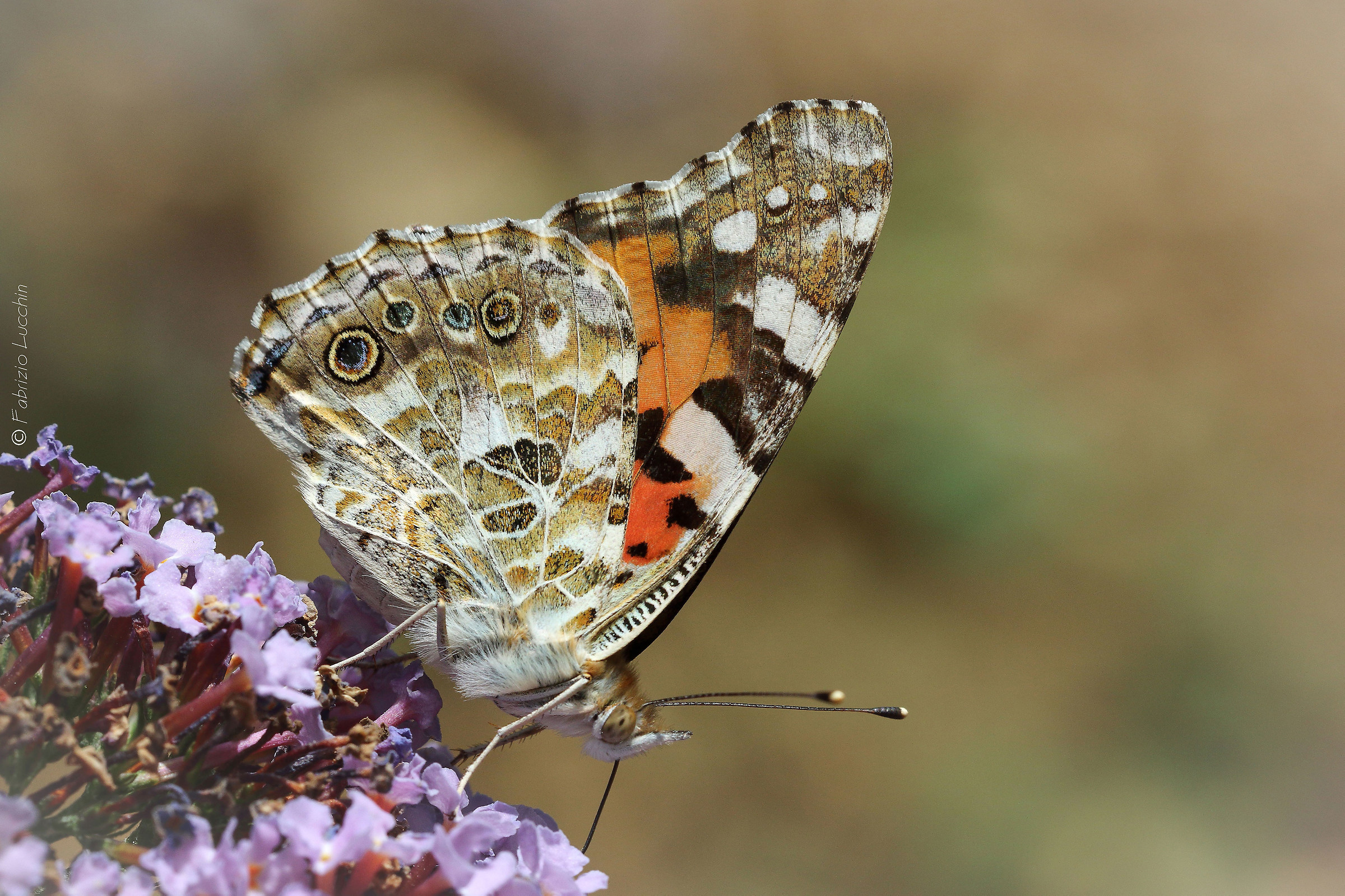 Painted Lady Butterfly