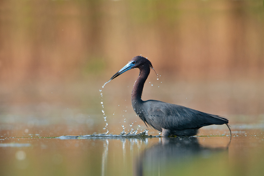 Little Blue Heron