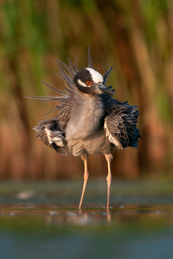 Yellow-crowned Night-Heron