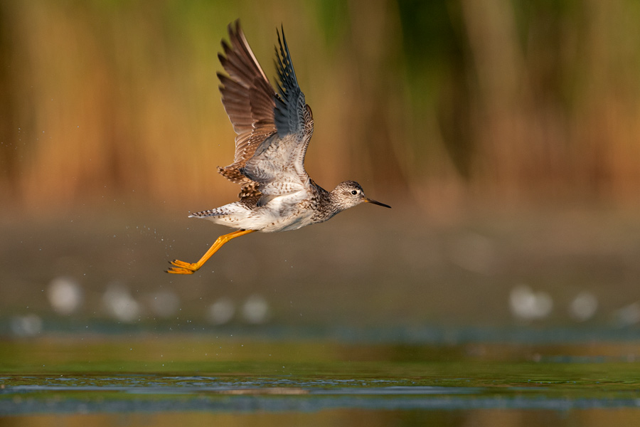 Greater Yellowlegs