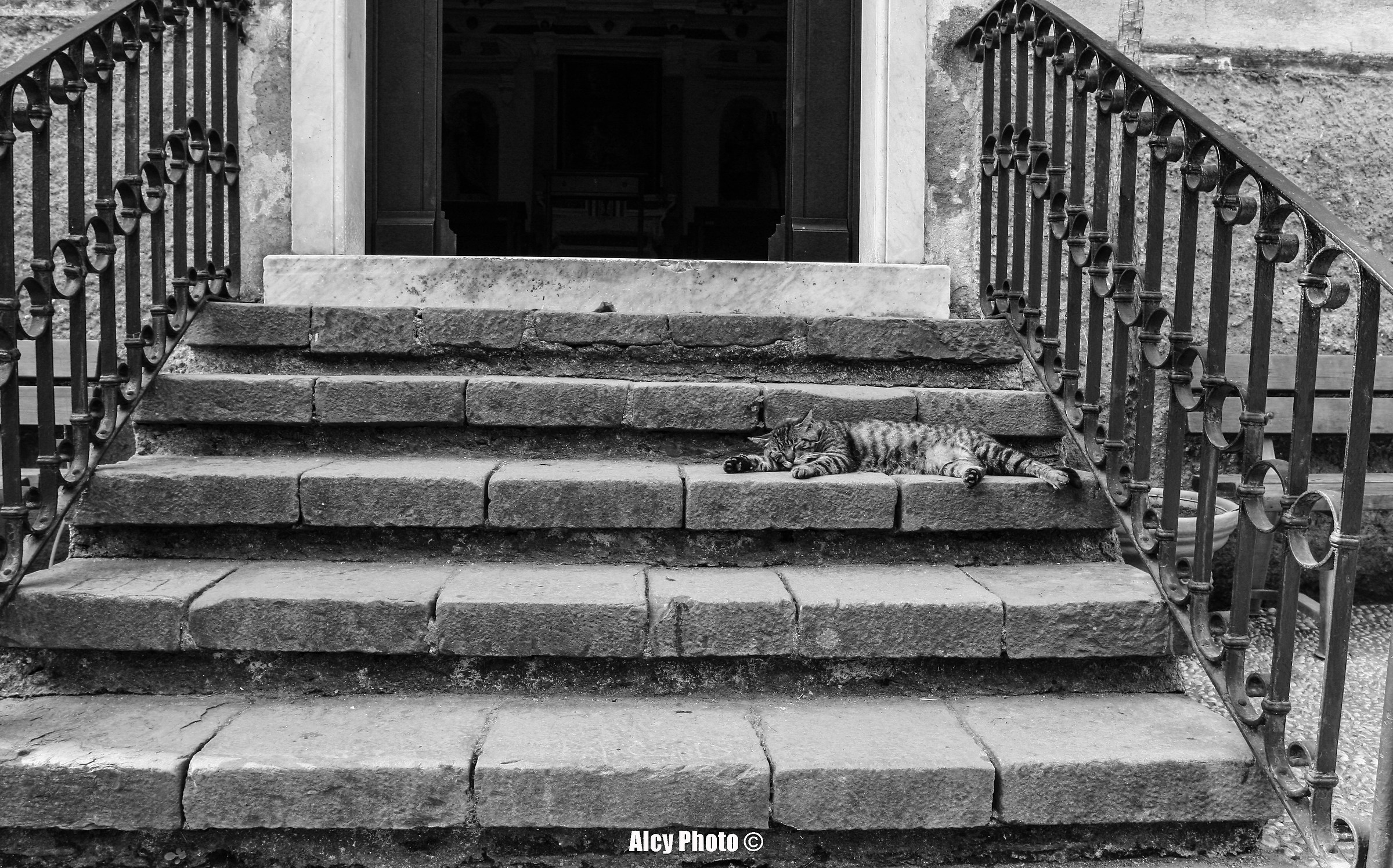 La dura vita del Gatto