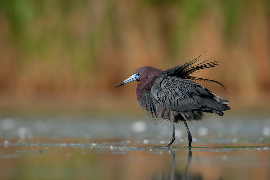 Little Blue Heron