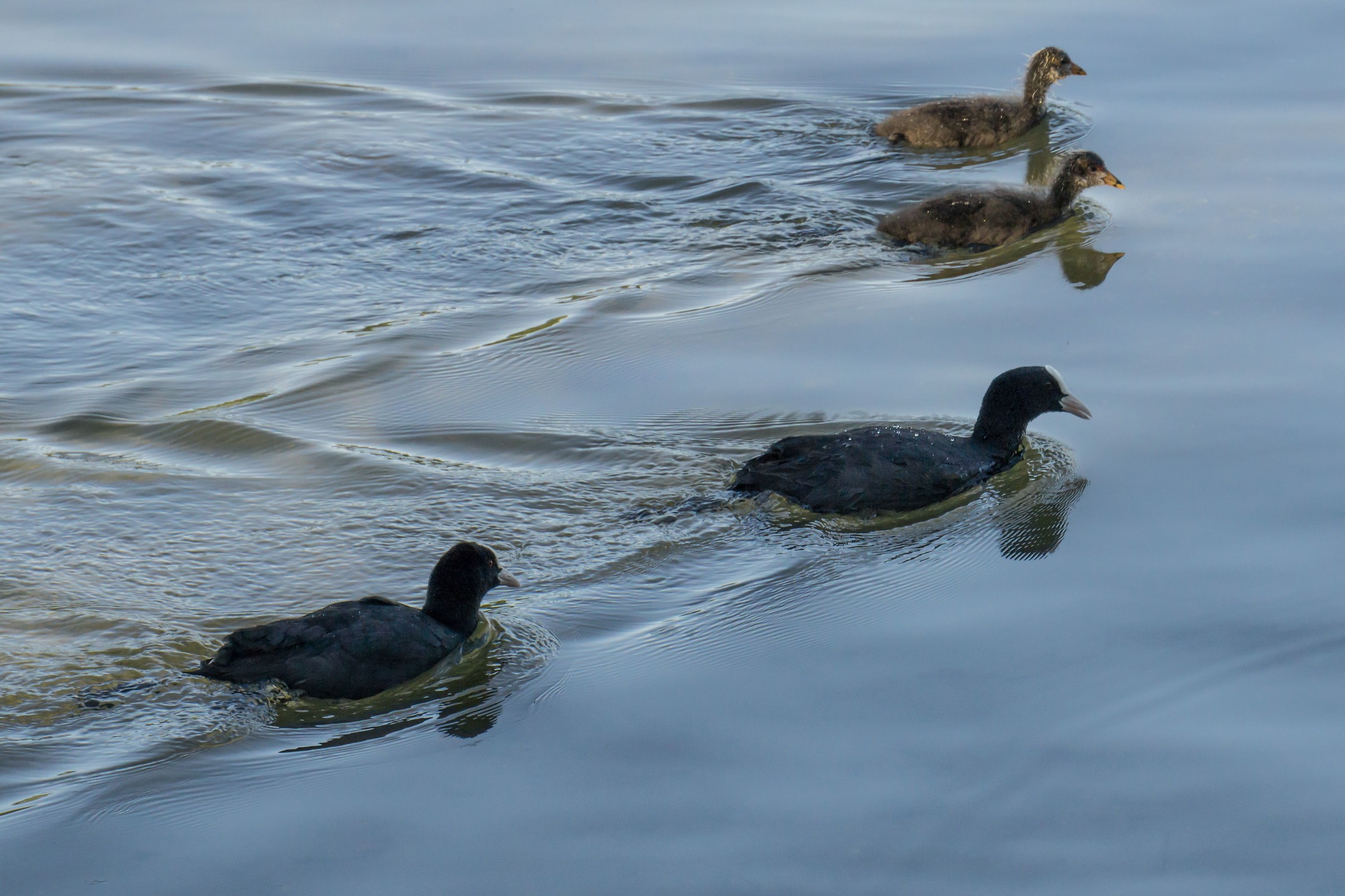 coots couple with two pucini