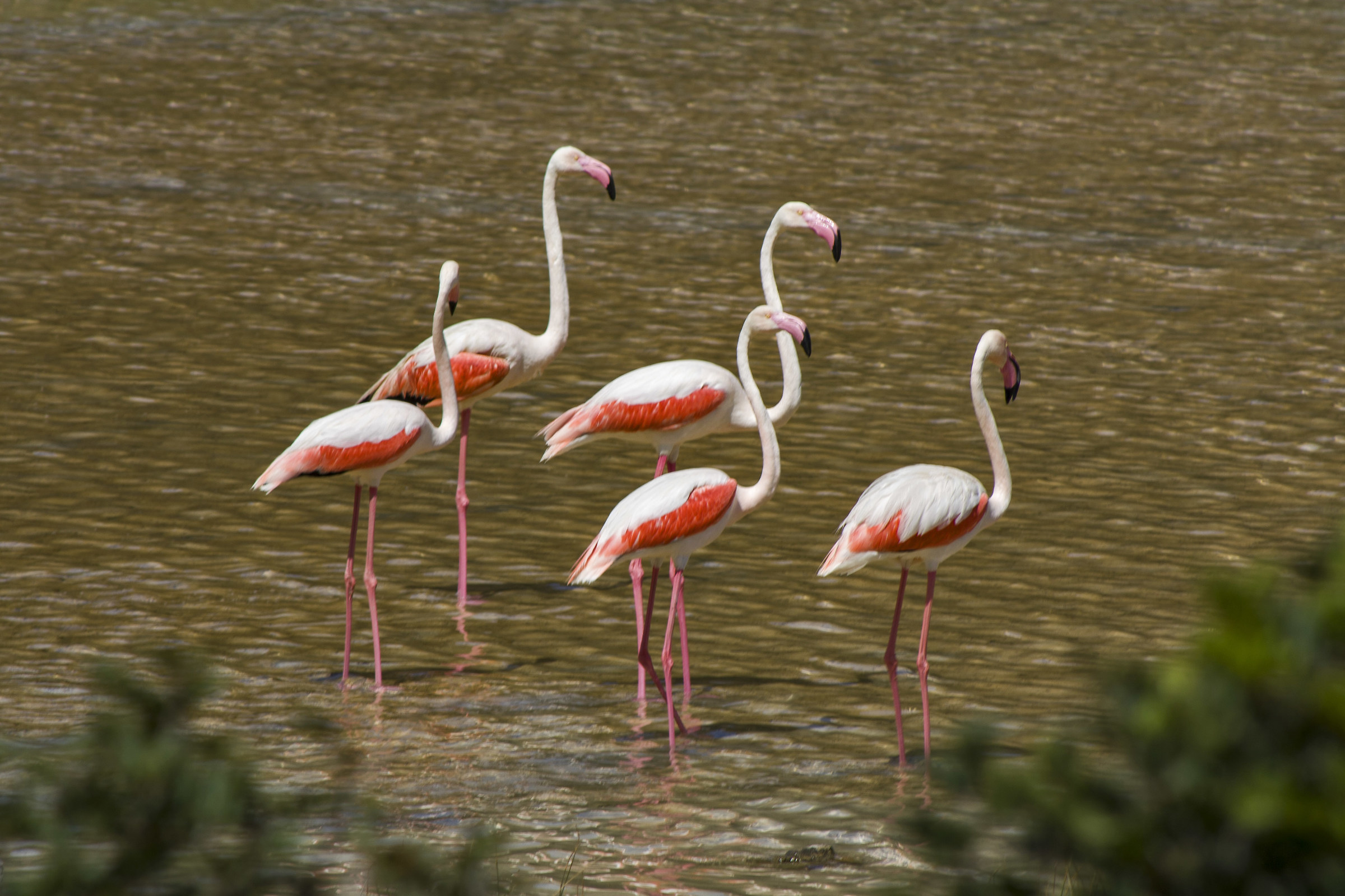 Fenicotteri Rosa- Lago di Venere Pantelleria
