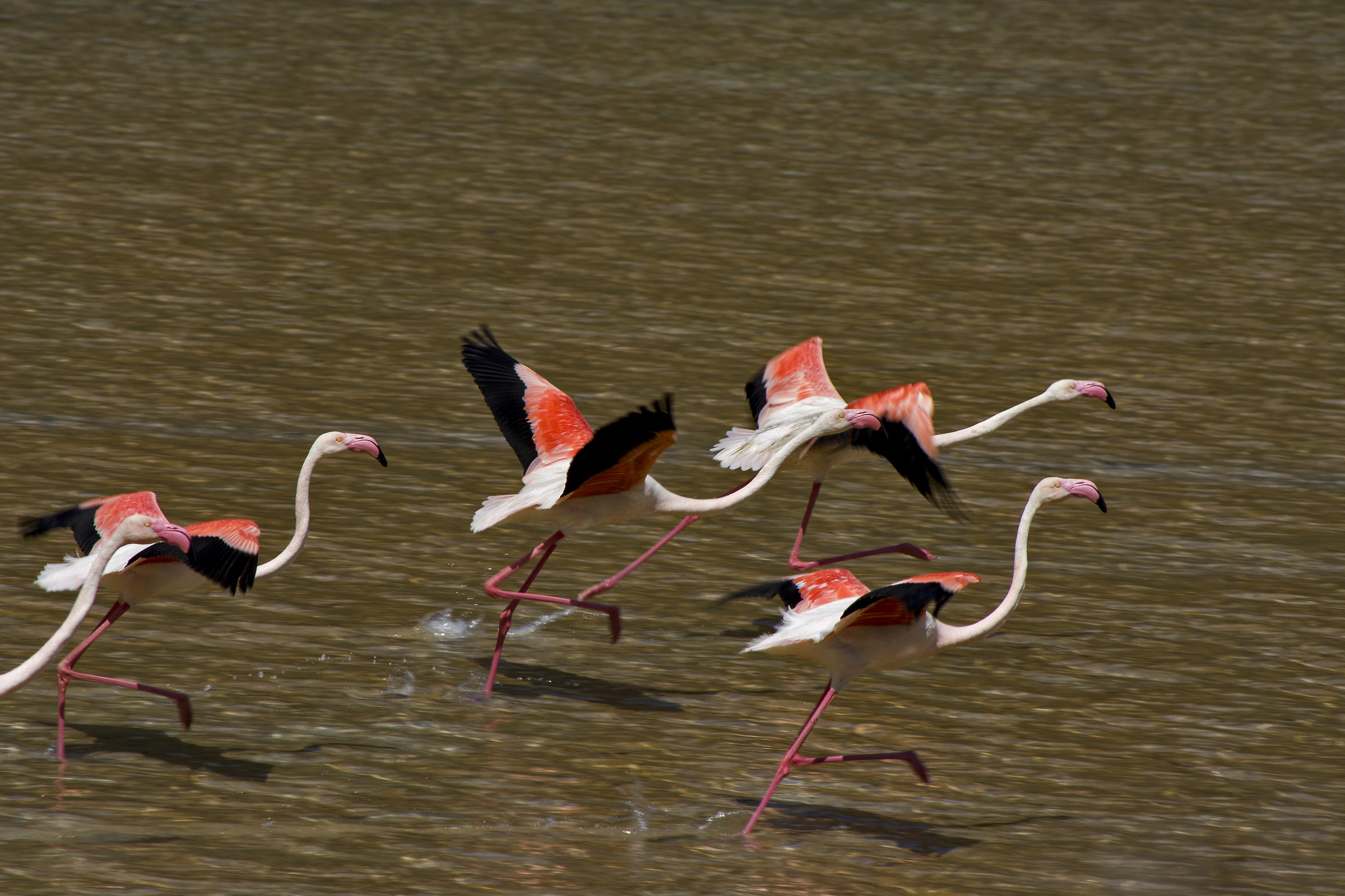 Fenicotteri Rosa- Lago di Venere Pantelleria