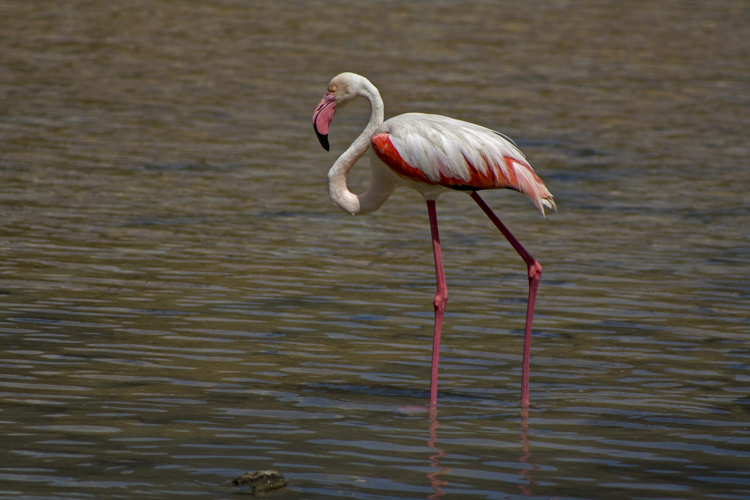 Fenicottero Rosa - lago di Venere Pantelleria